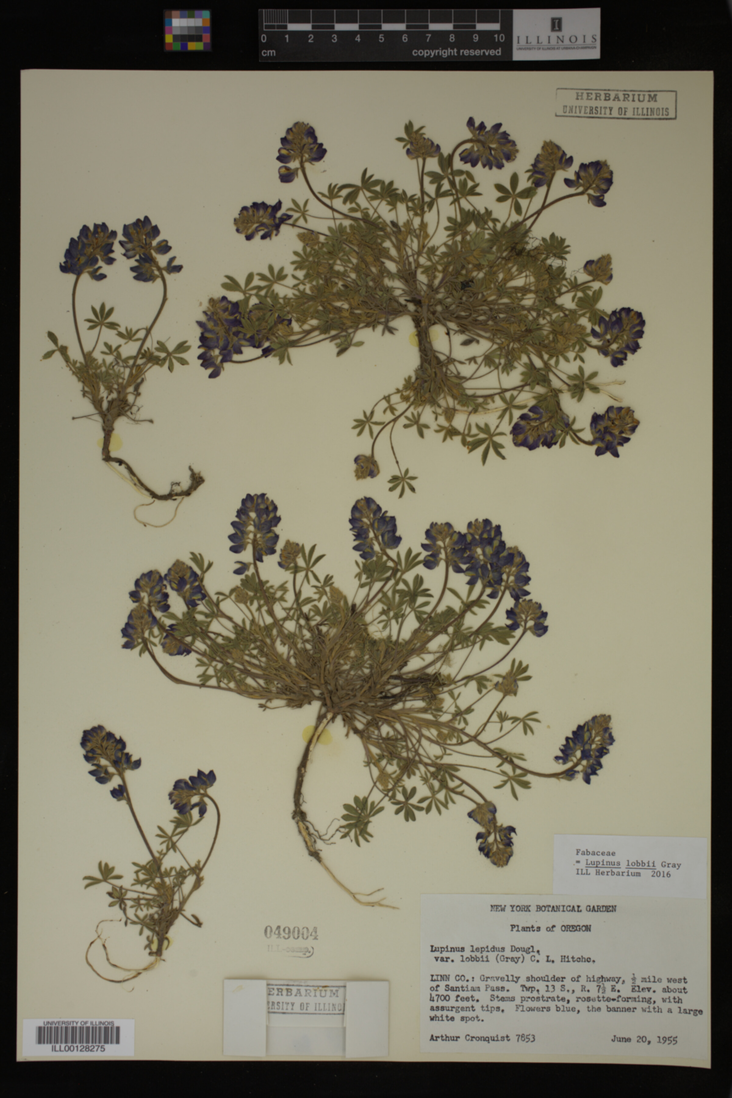 Lupinus lobbii image