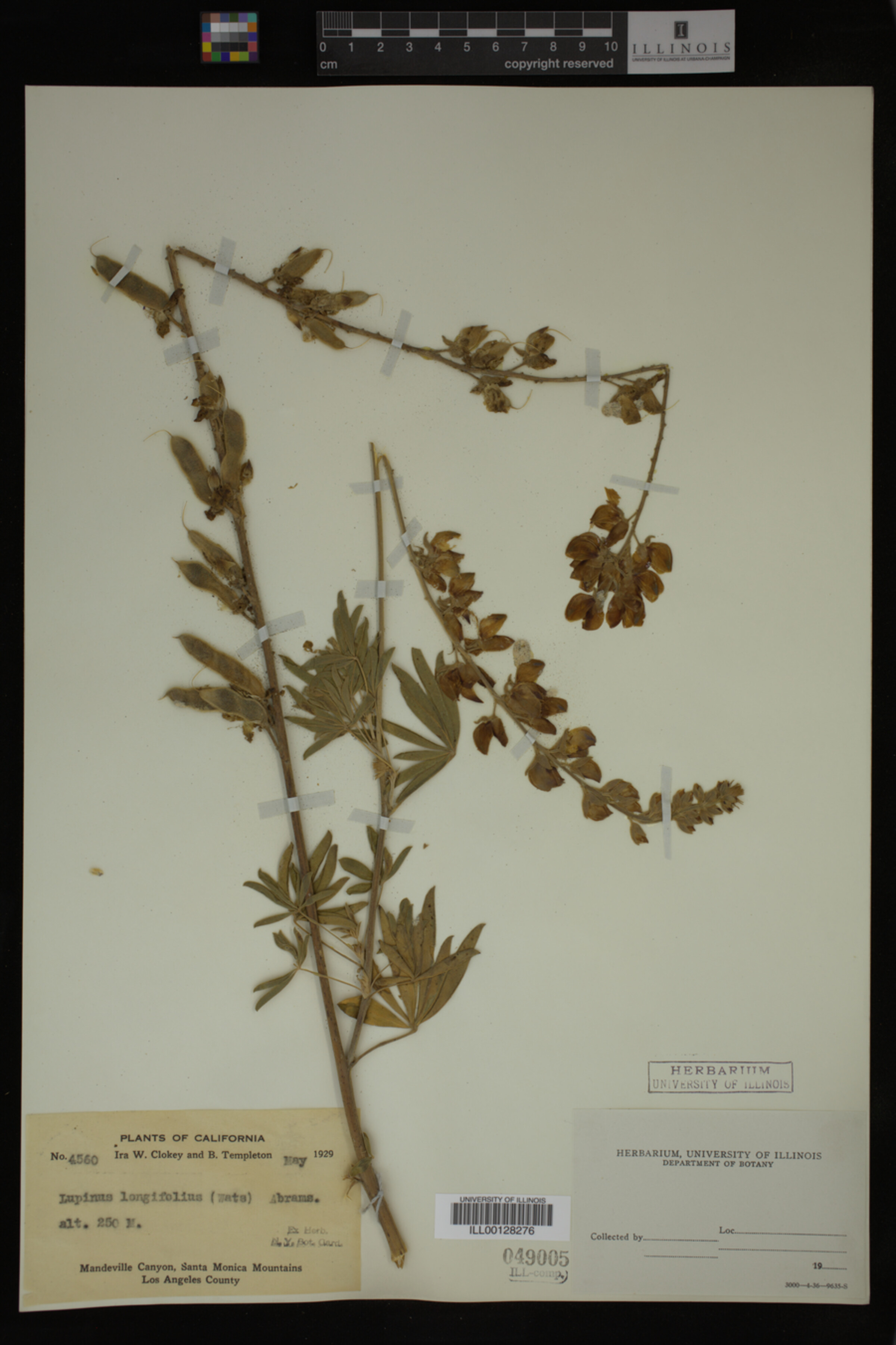 Lupinus longifolius image