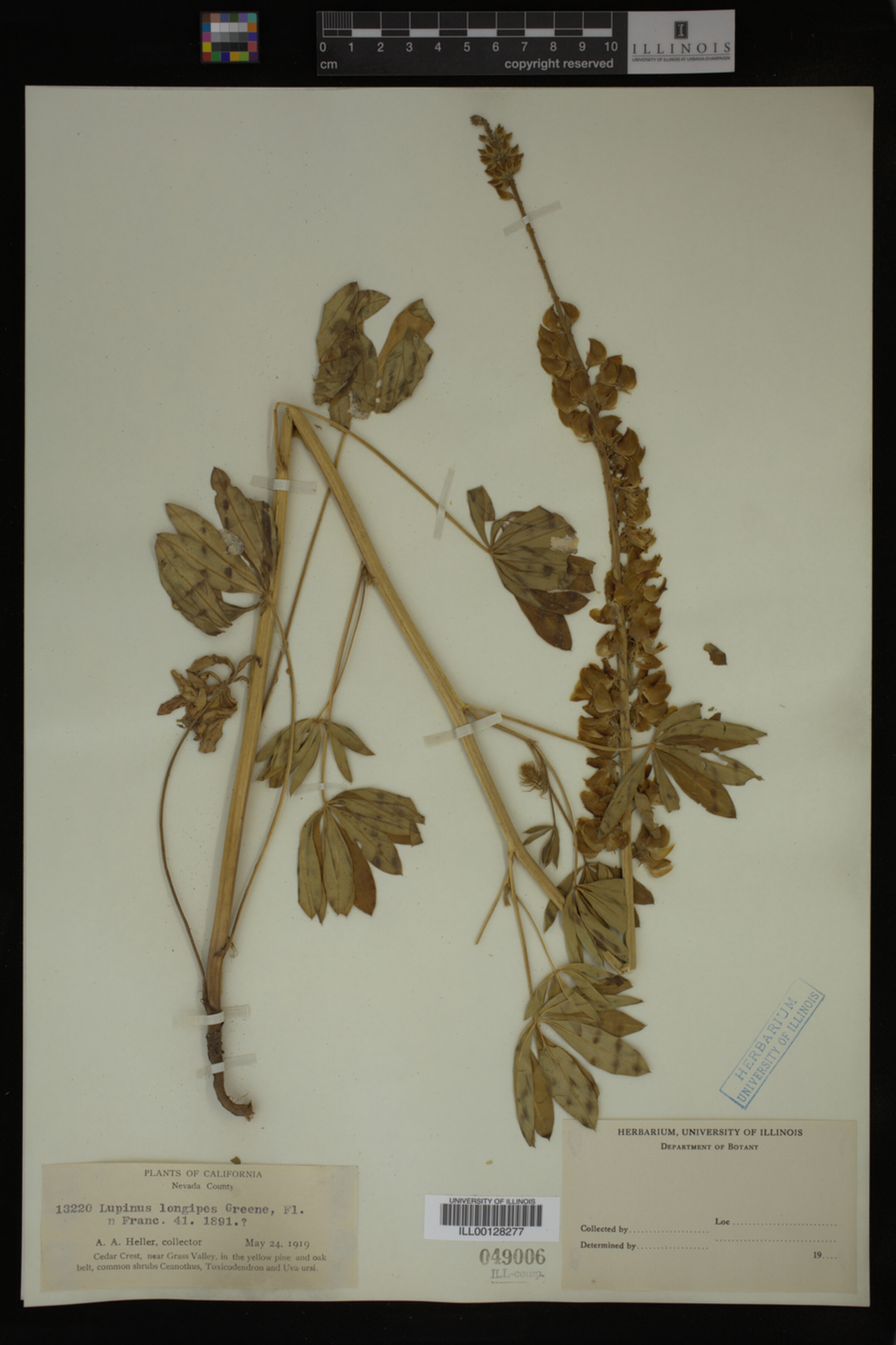 Lupinus longipes image