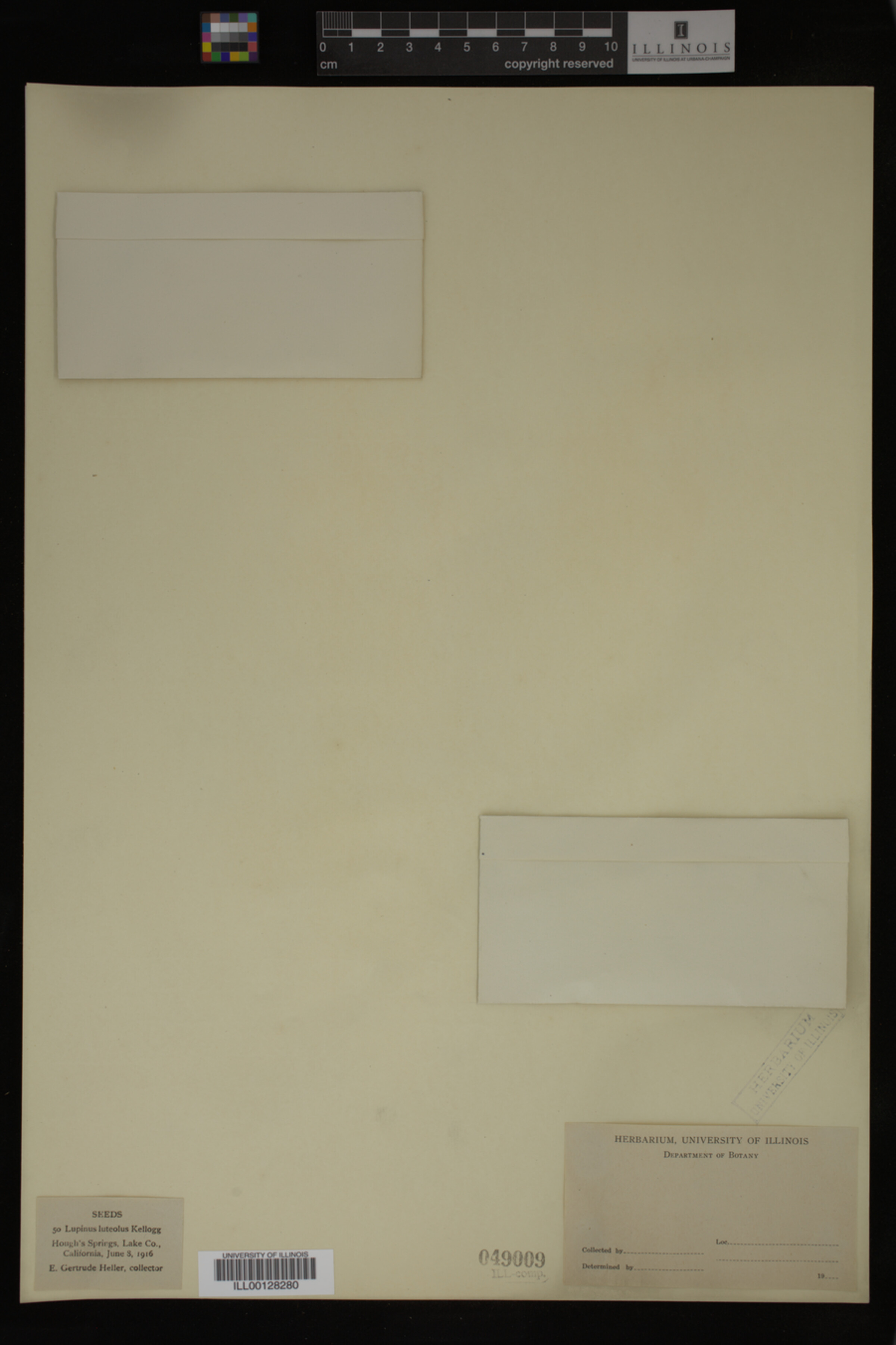 Lupinus luteolus image
