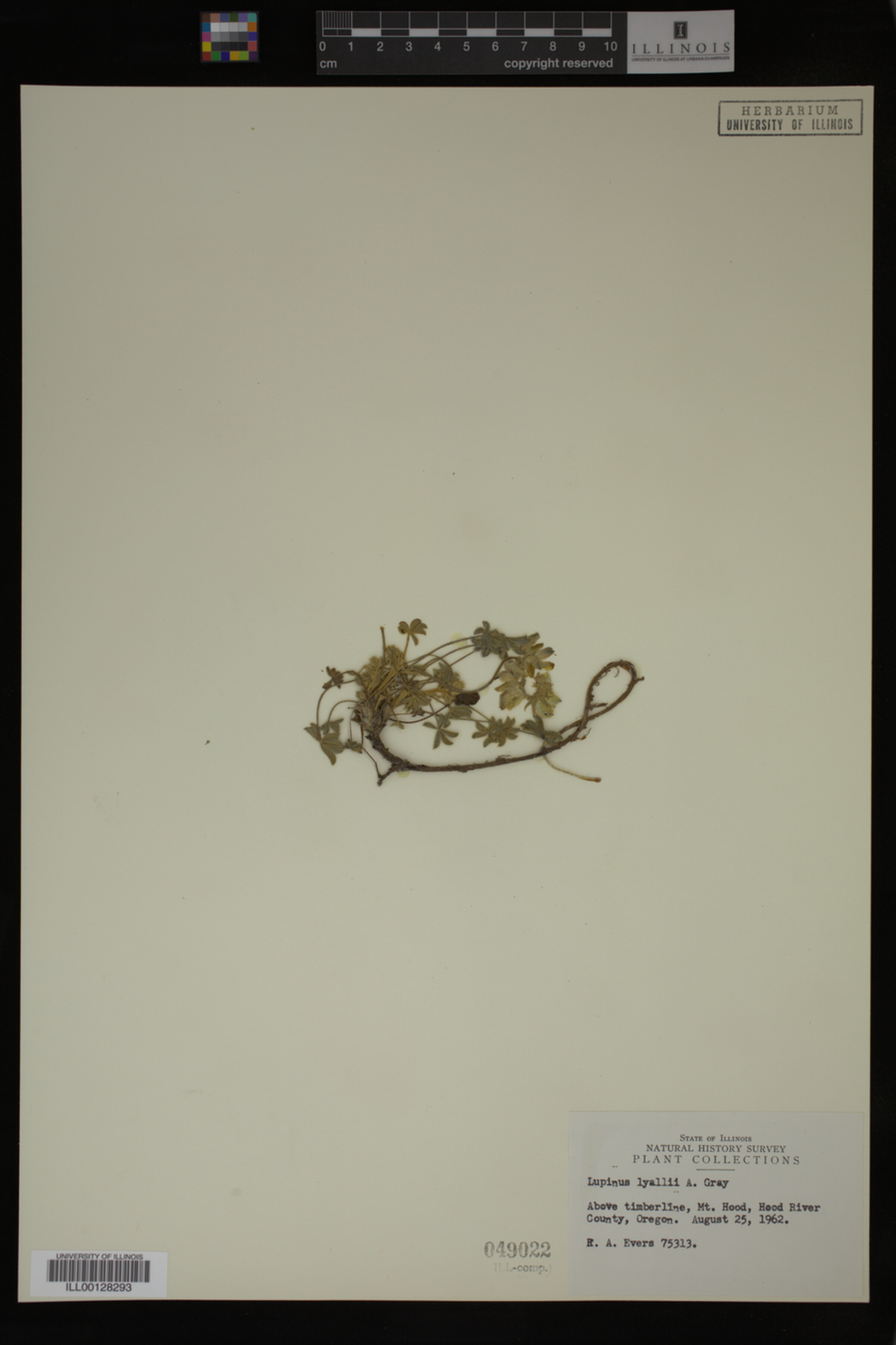 Lupinus lyallii image