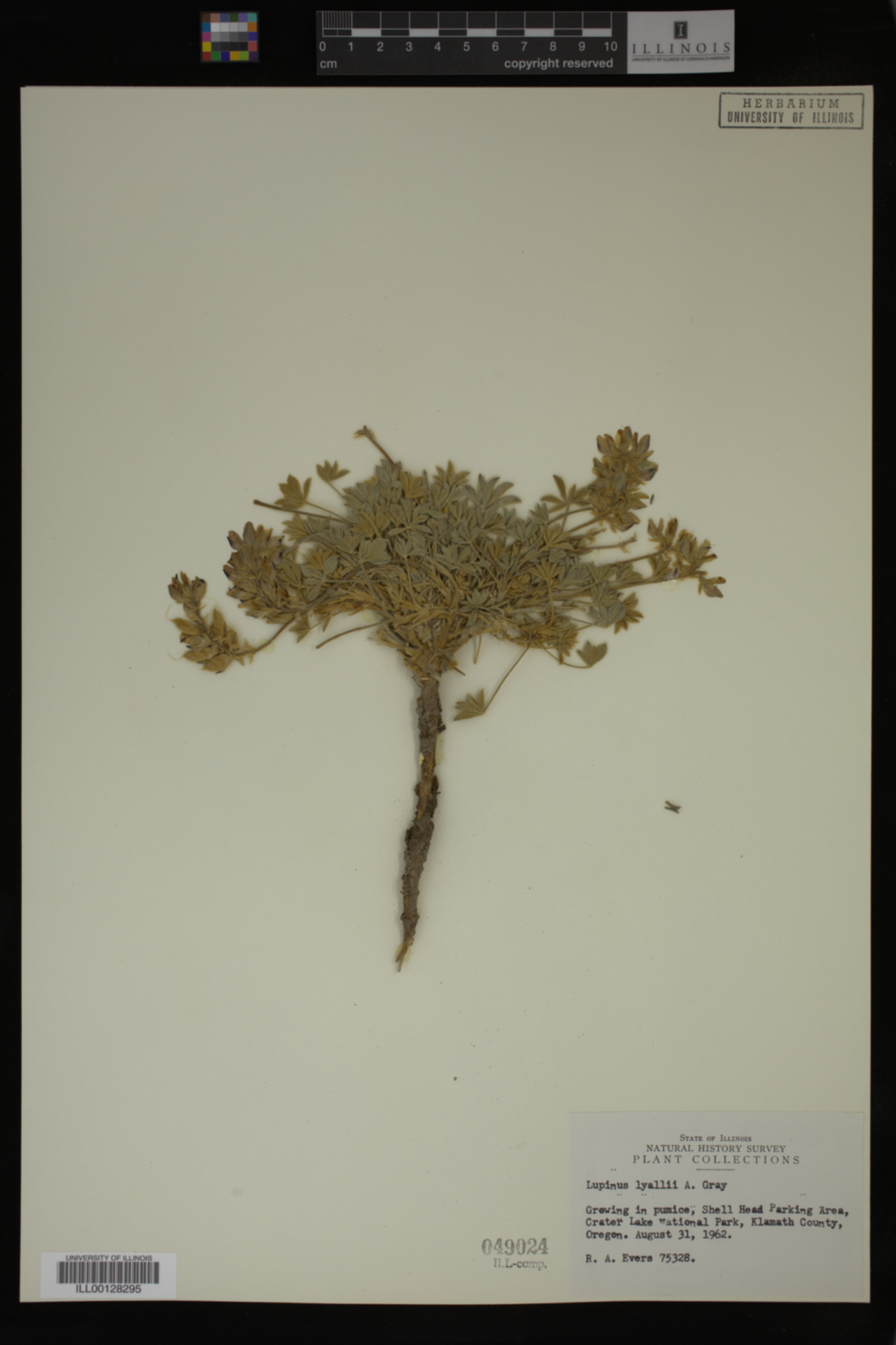 Lupinus lyallii image