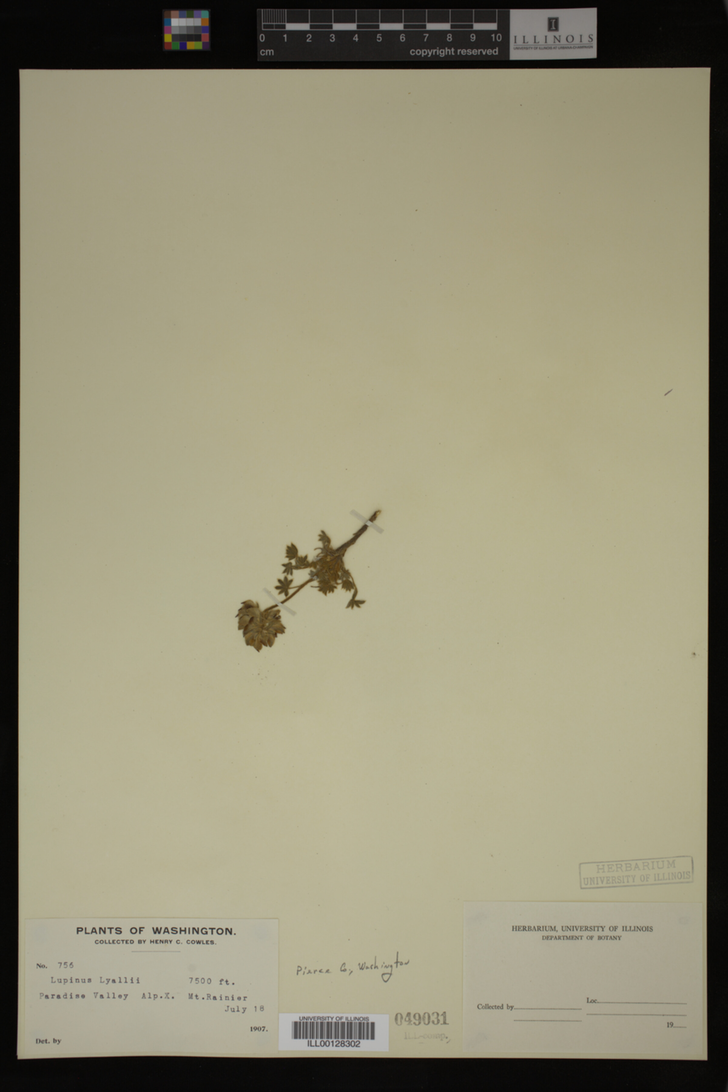 Lupinus lyallii image