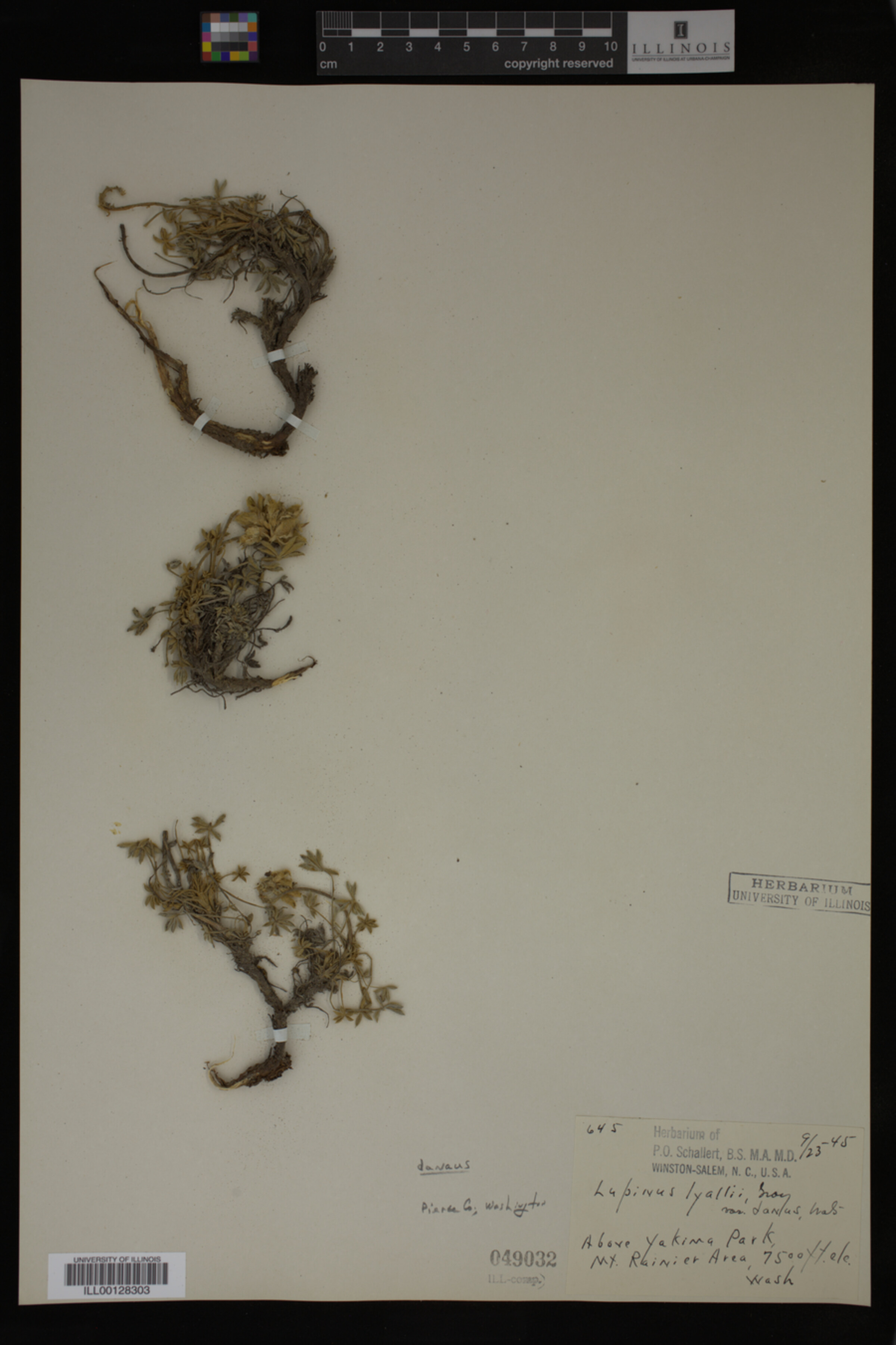 Lupinus lyallii var. danaus image