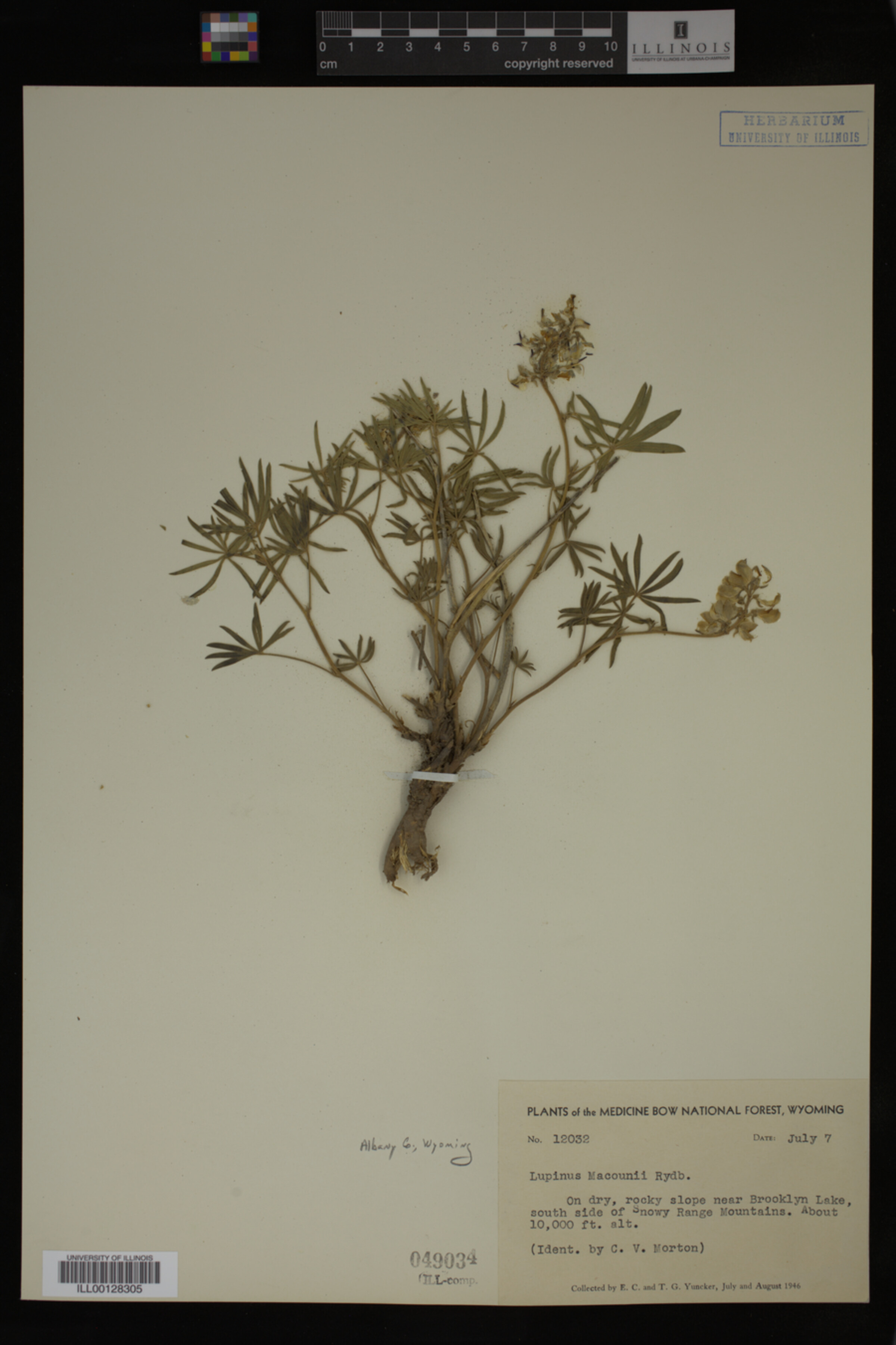 Lupinus X alpestris image