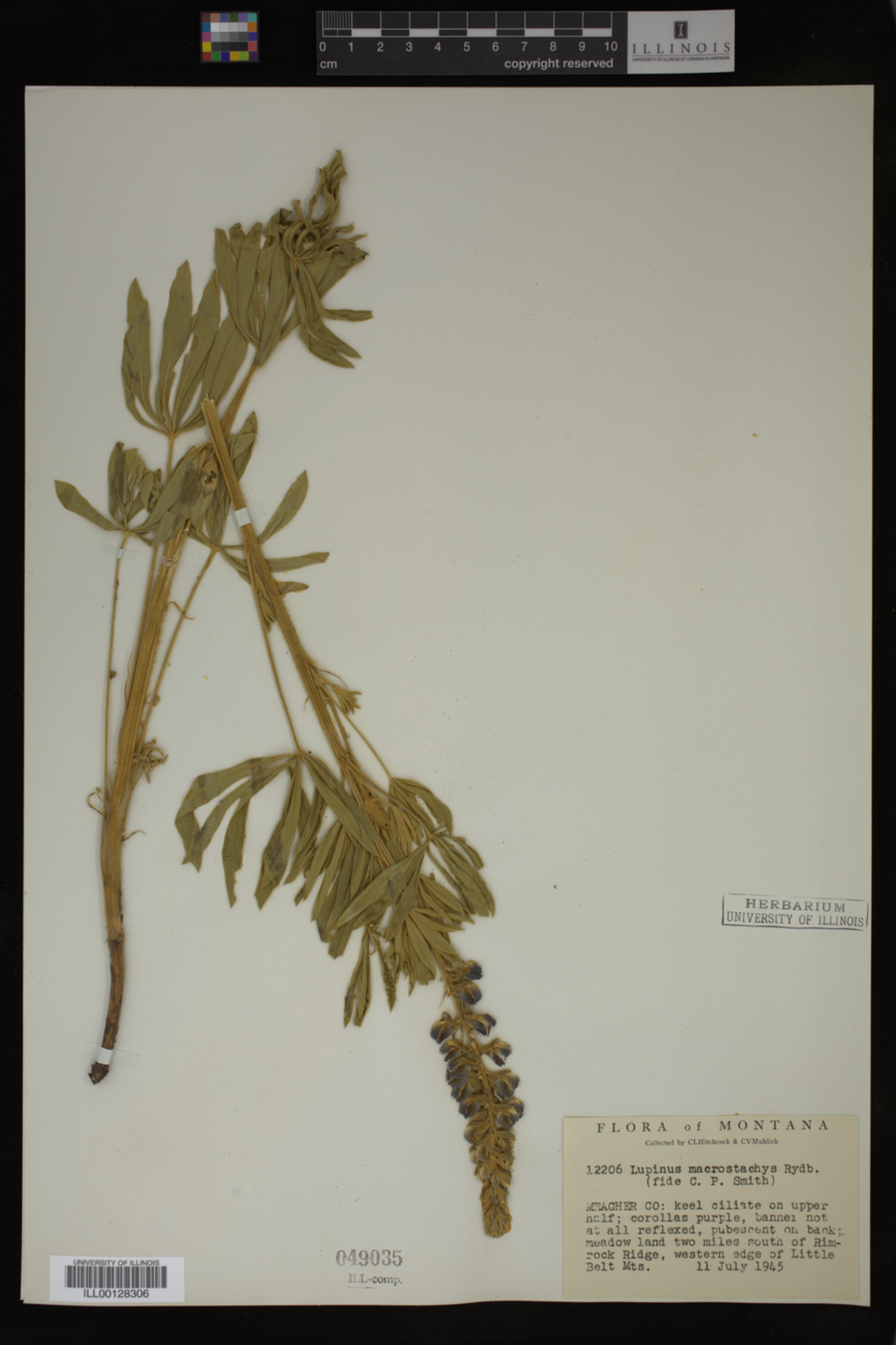 Lupinus macrostachys image