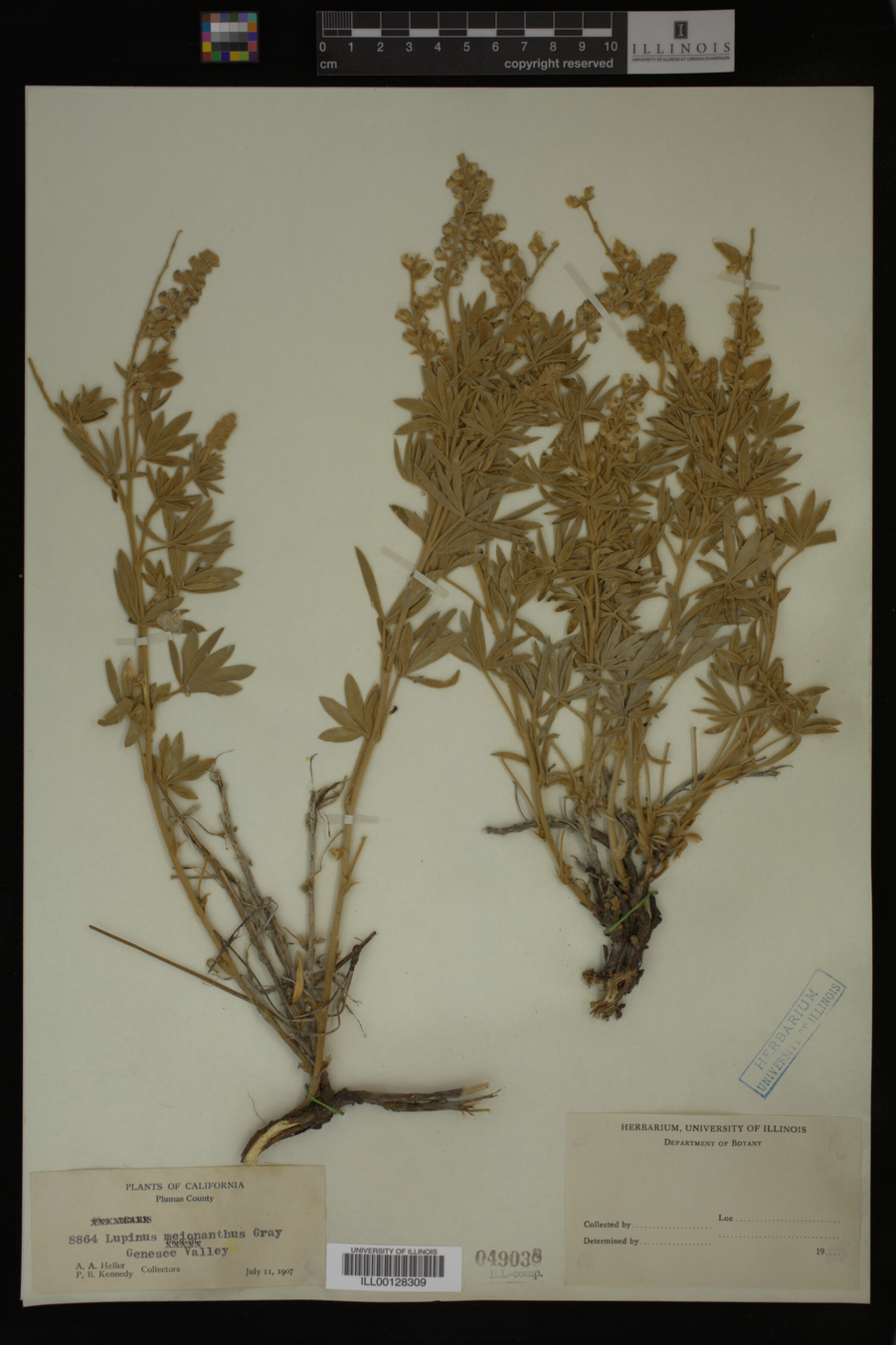 Lupinus meionanthus image