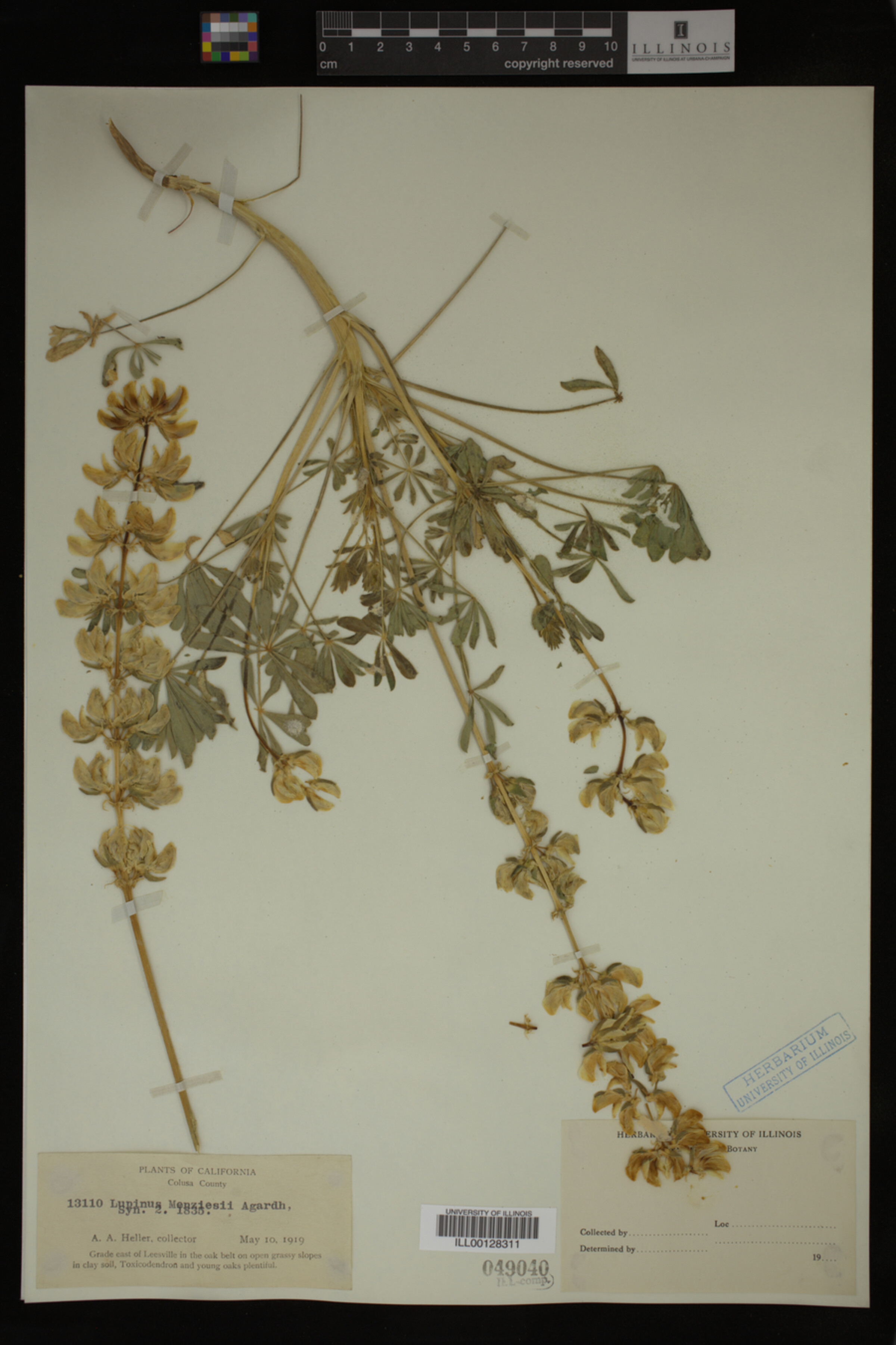 Lupinus menziesii image