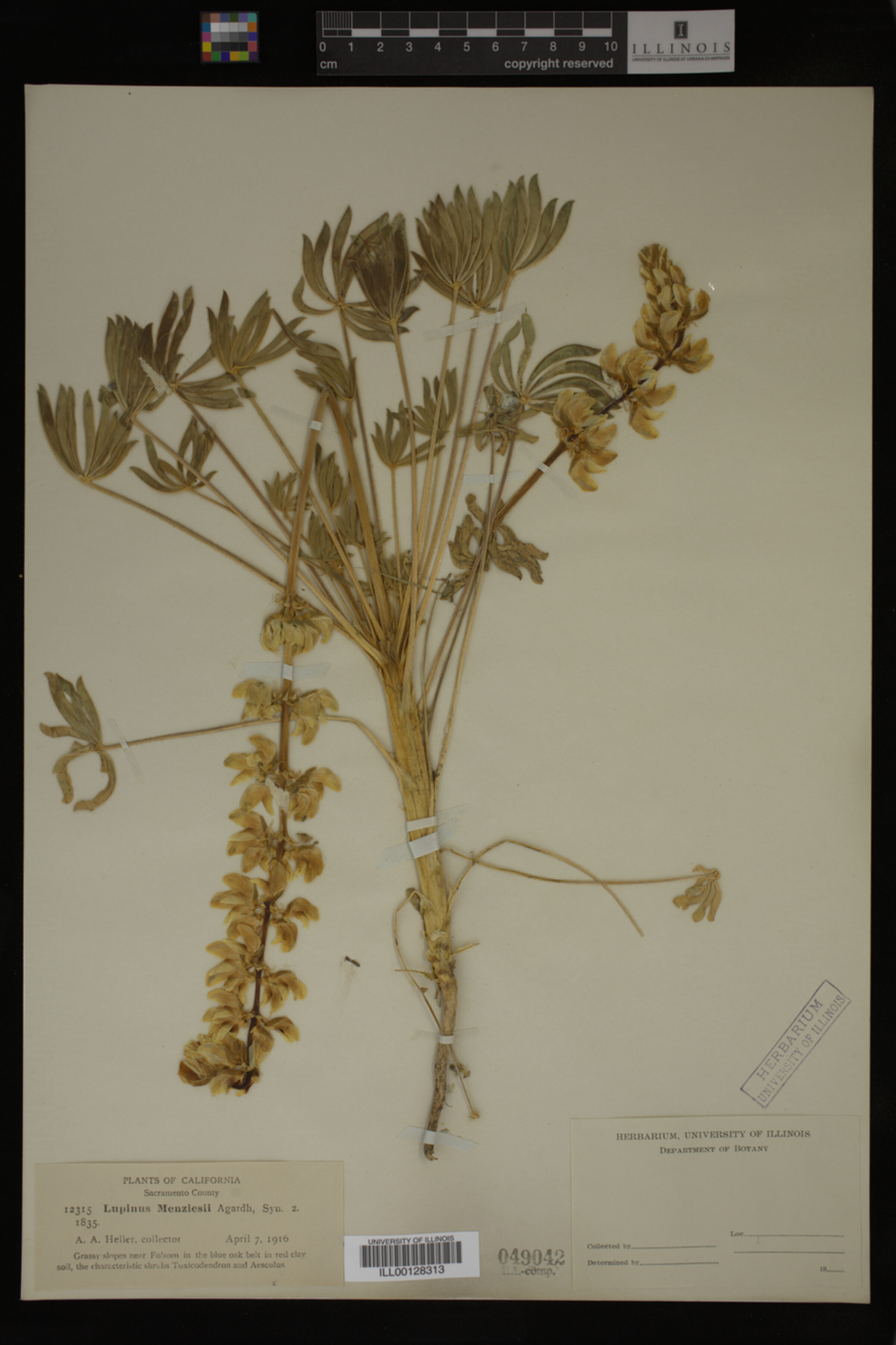 Lupinus menziesii image