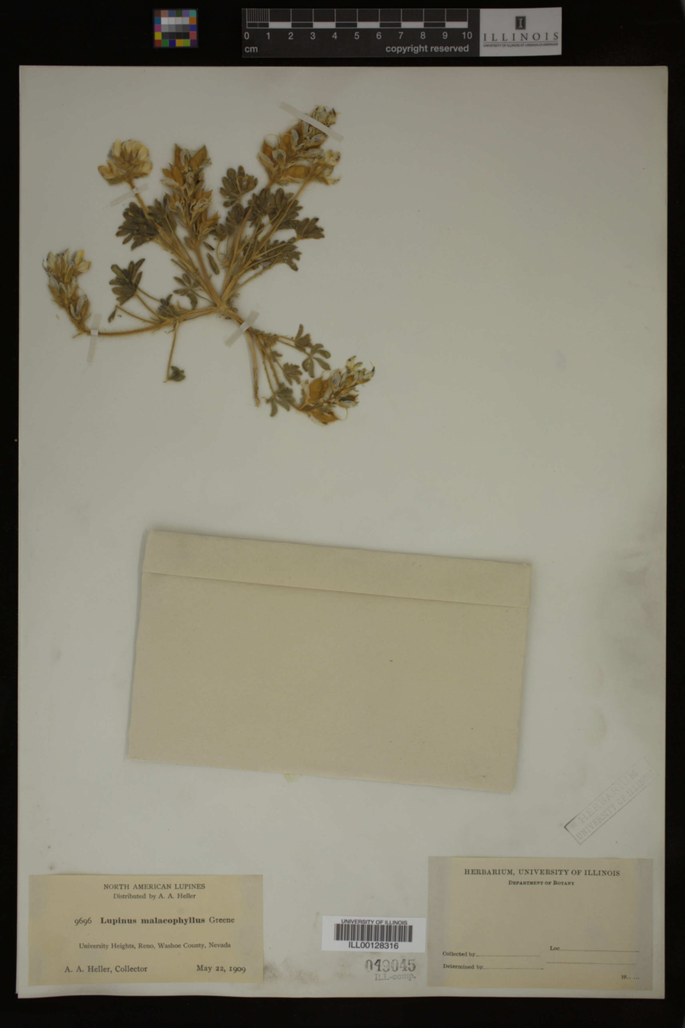 Lupinus malacophyllus image