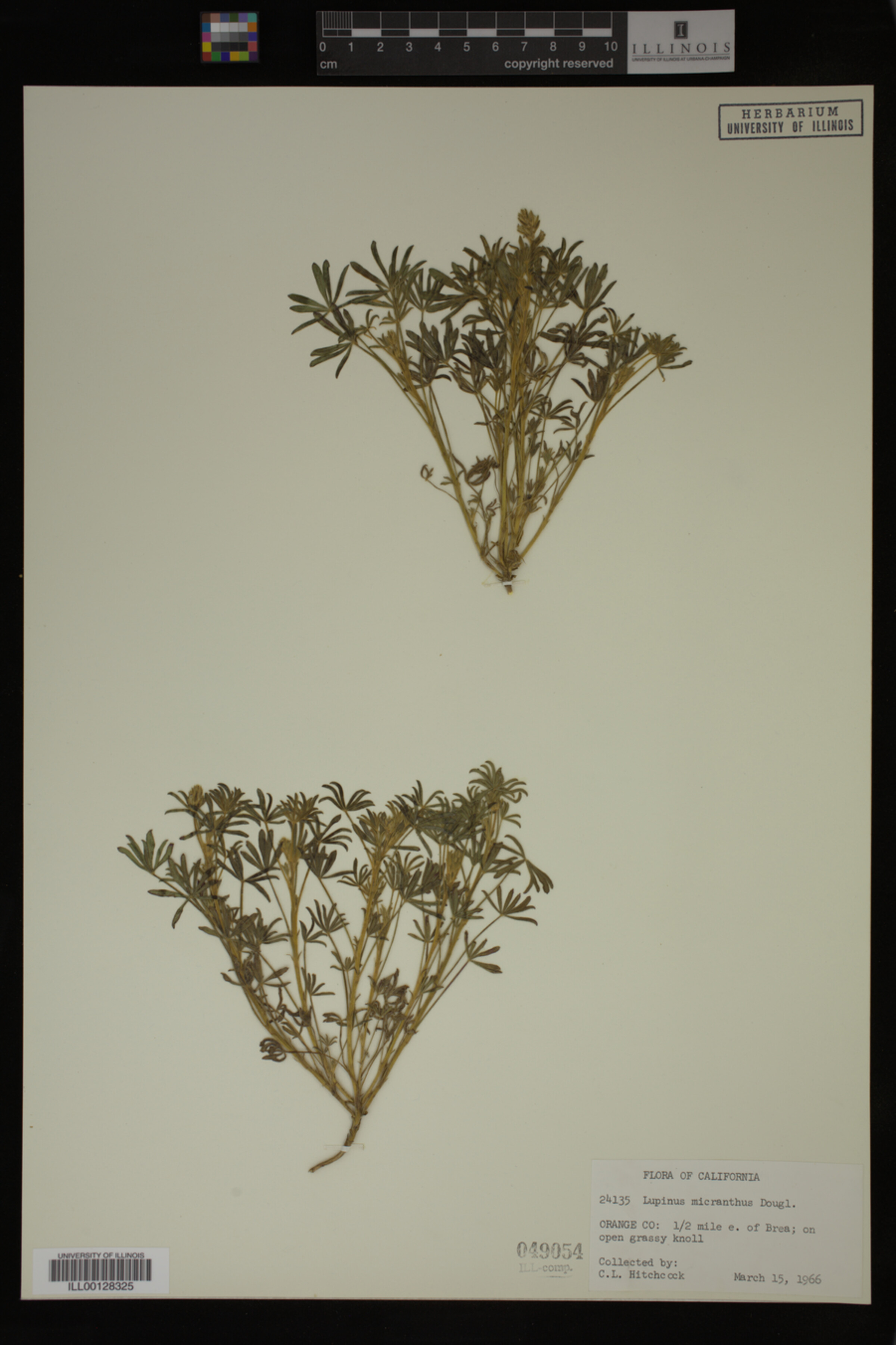 Lupinus polycarpus image