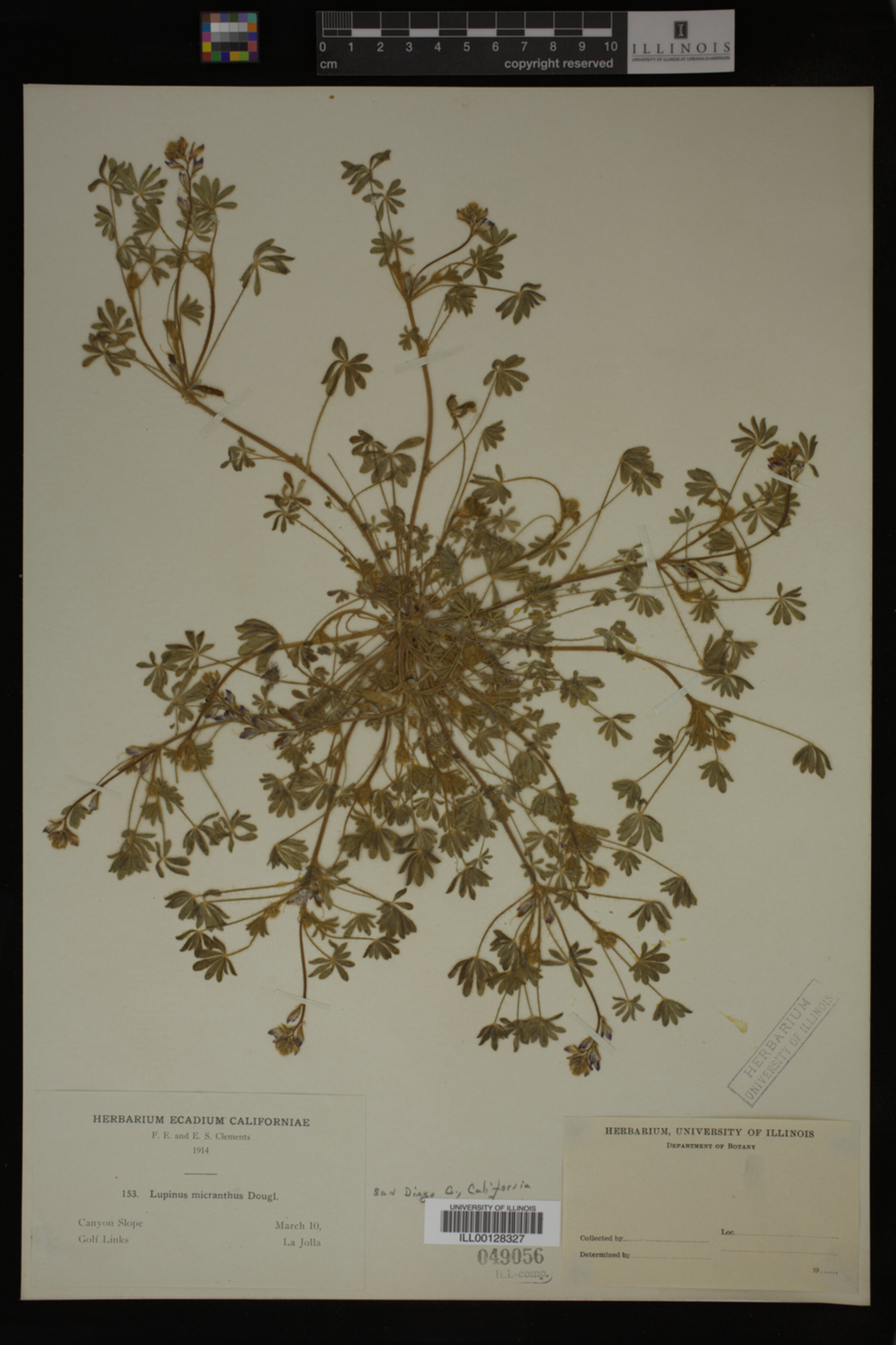 Lupinus polycarpus image