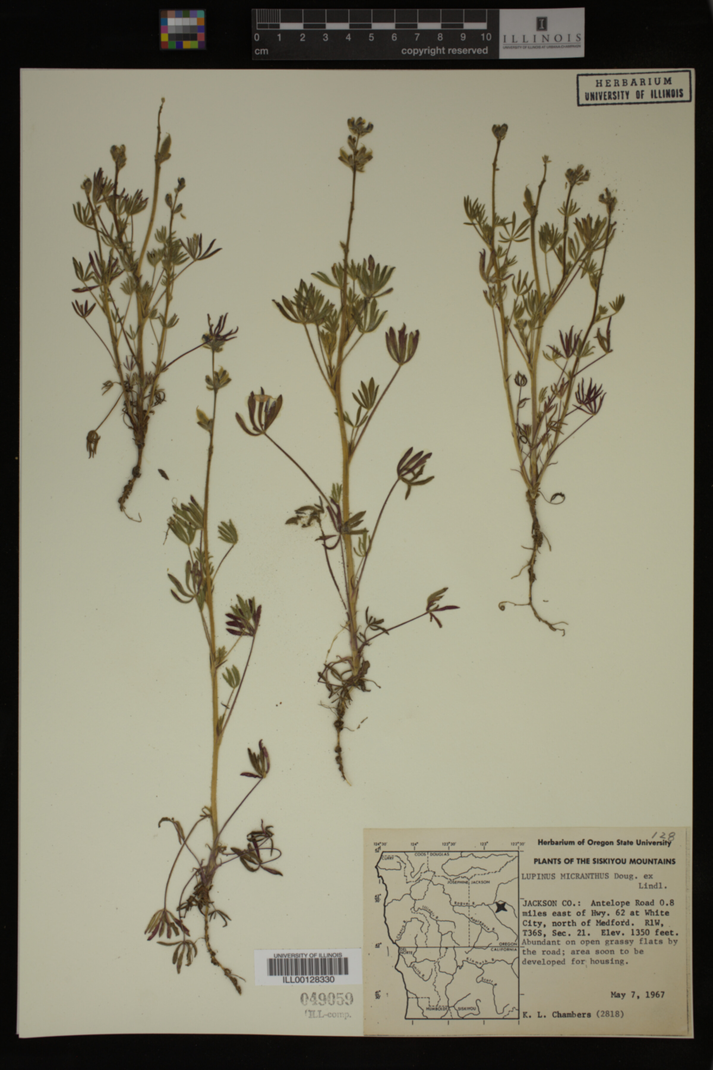 Lupinus polycarpus image