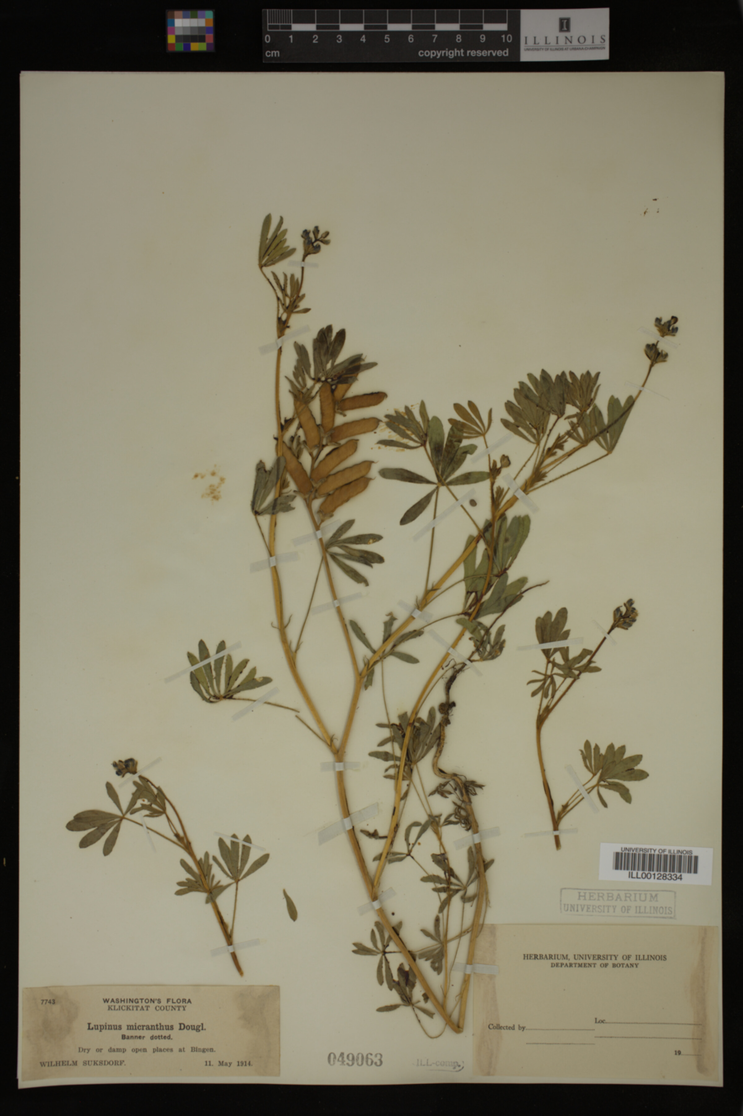 Lupinus polycarpus image