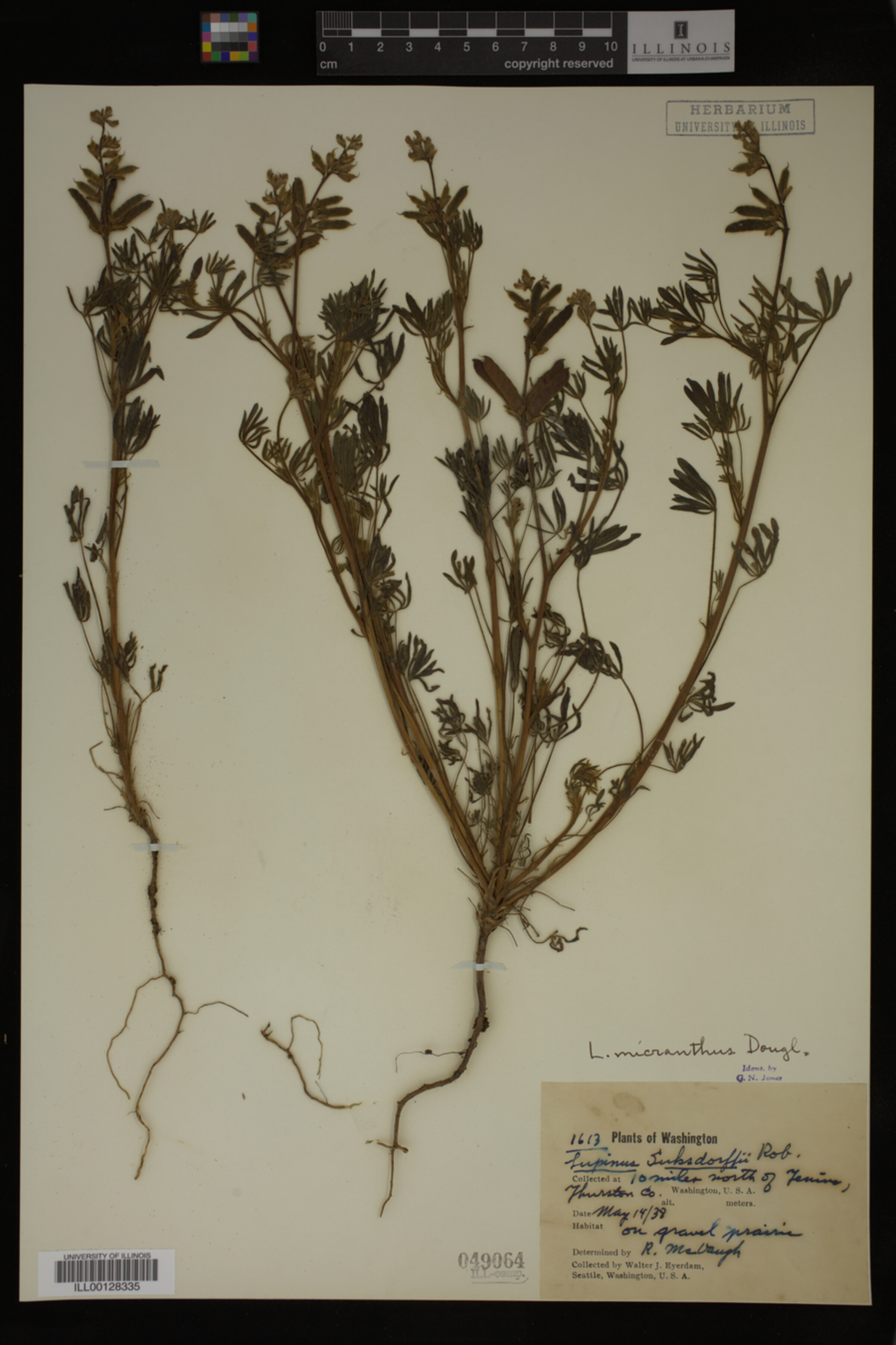 Lupinus polycarpus image