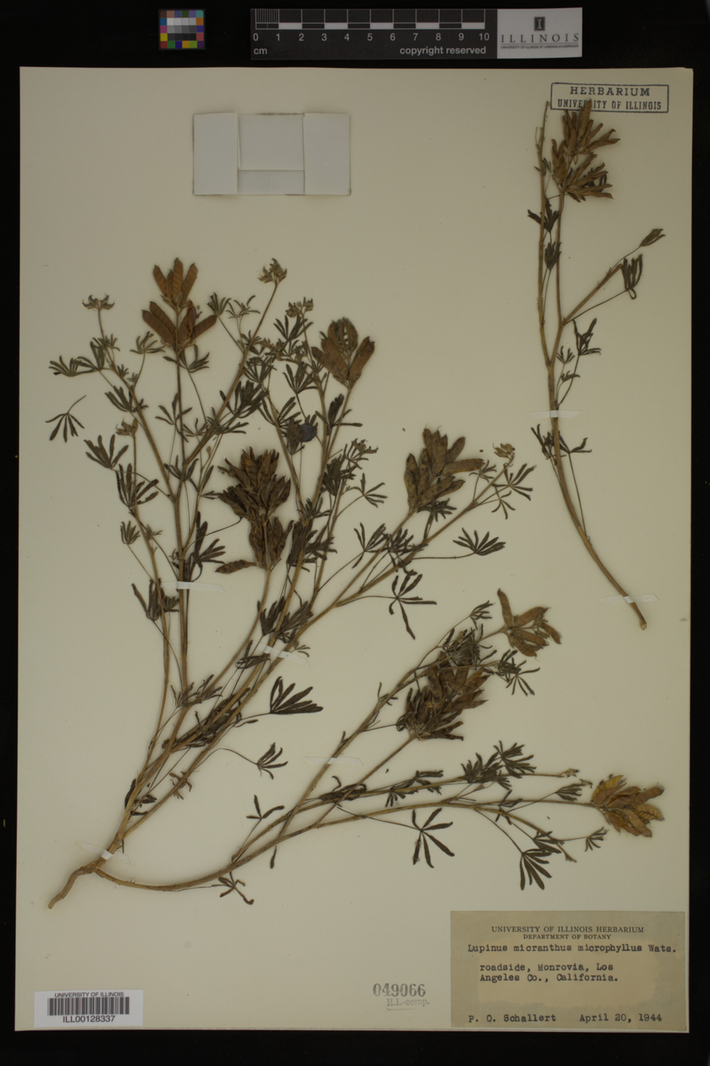 Lupinus bicolor ssp. microphyllus image