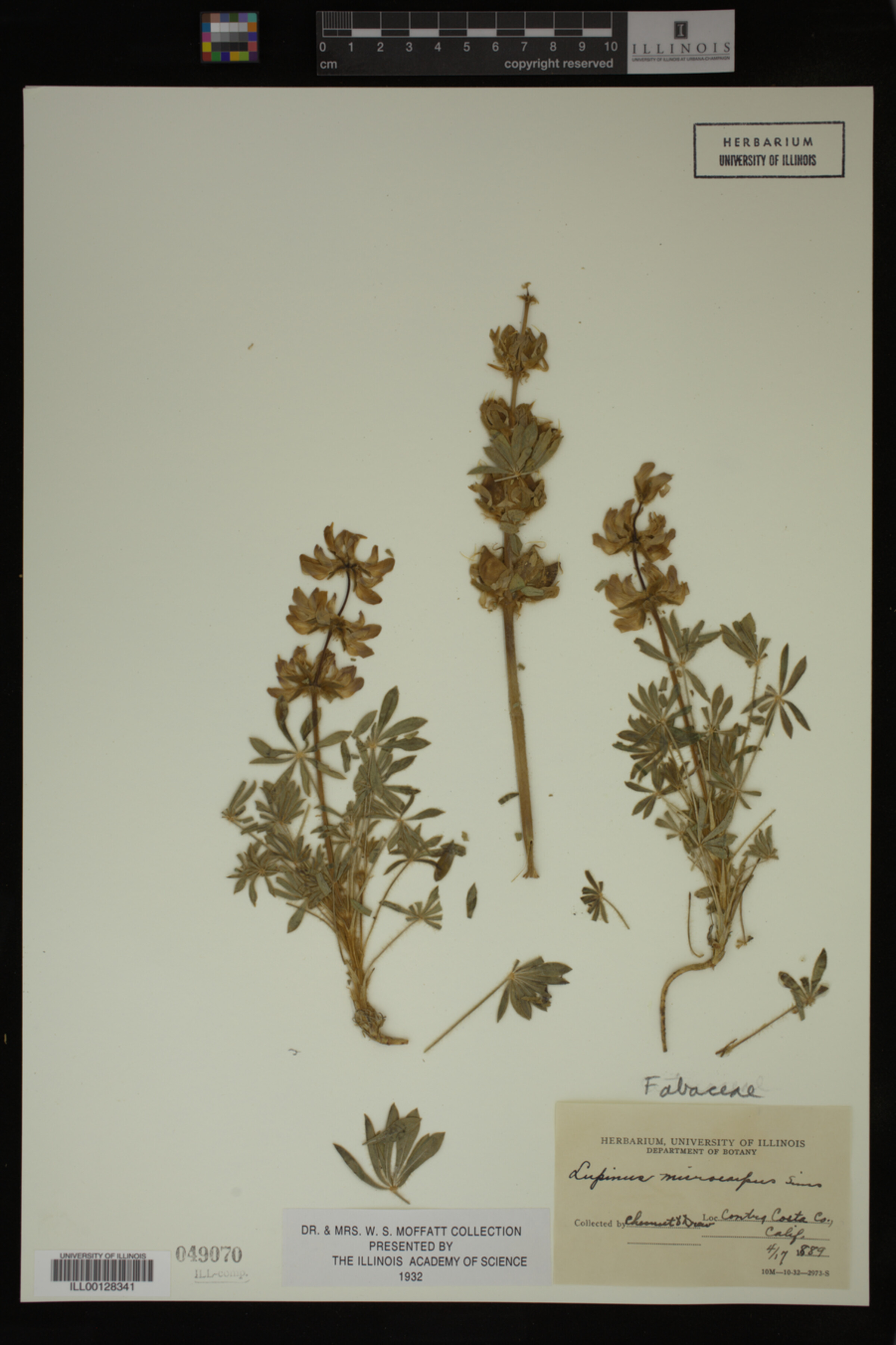 Lupinus microcarpus image