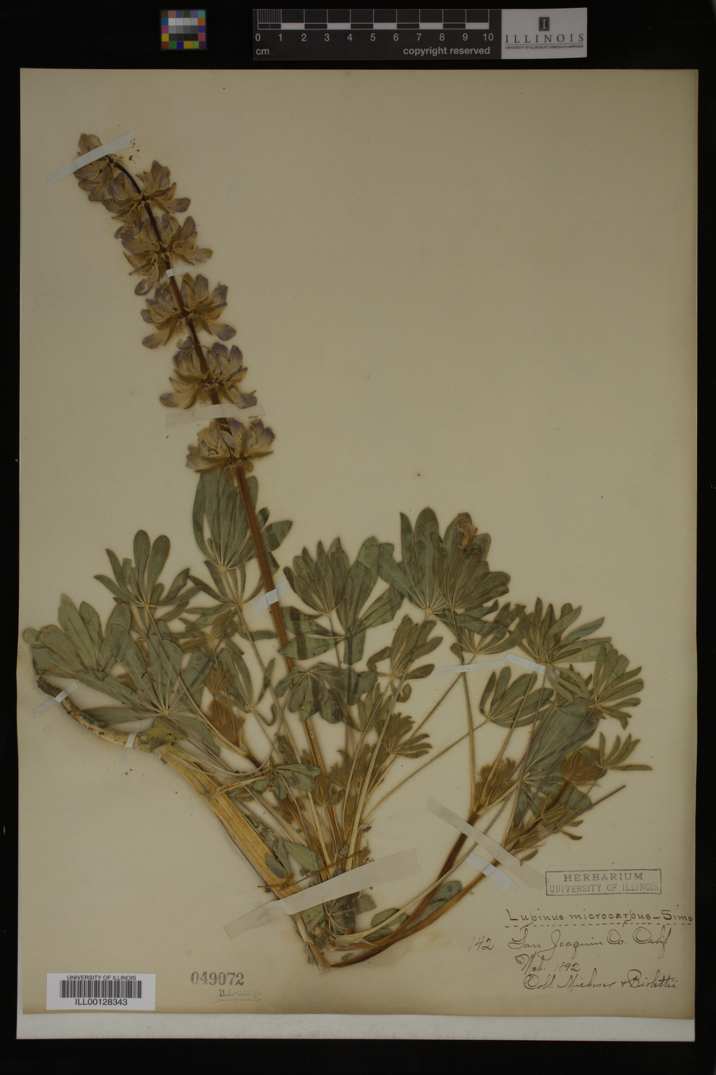 Lupinus microcarpus image
