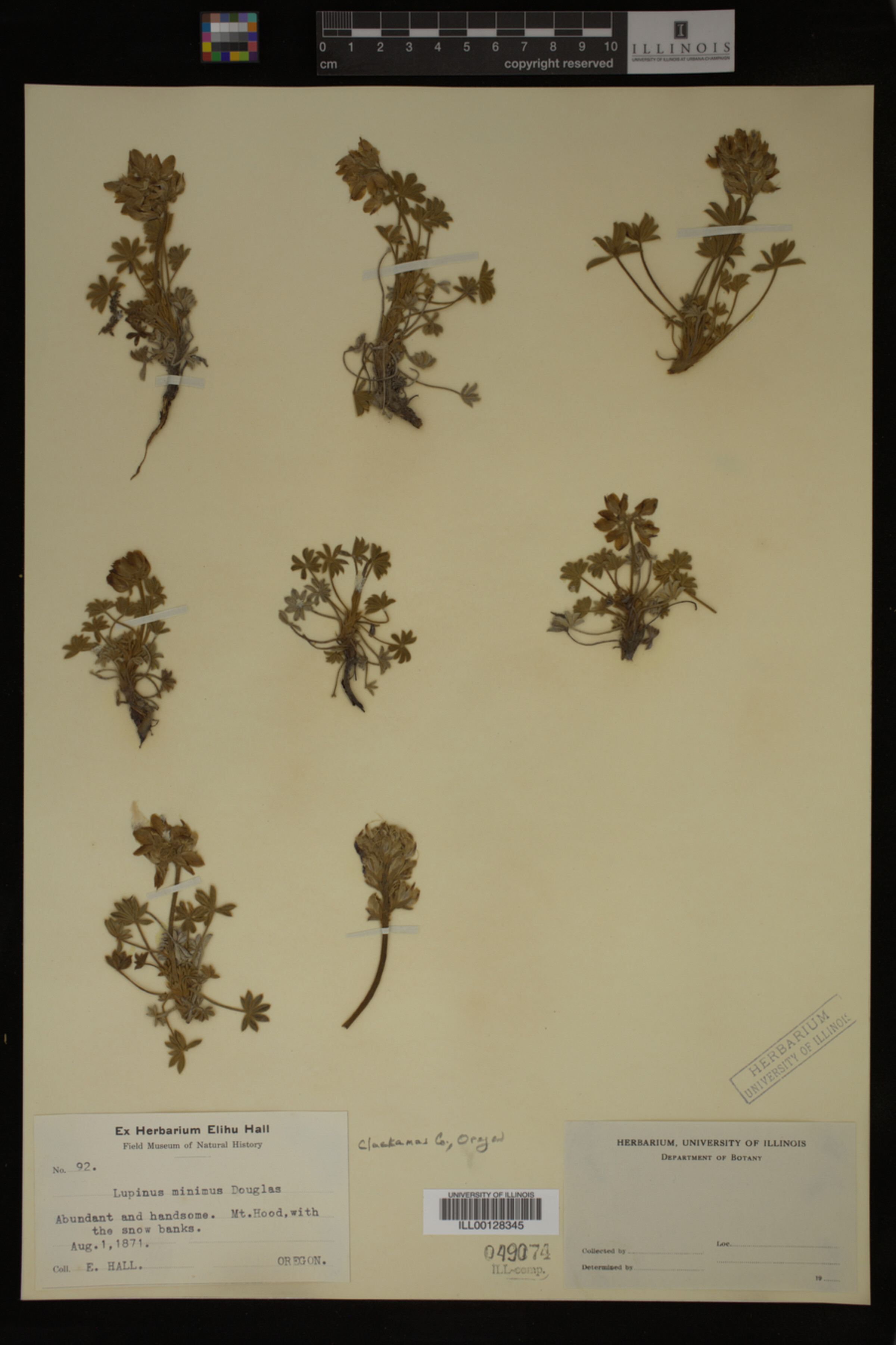 Lupinus minimus image