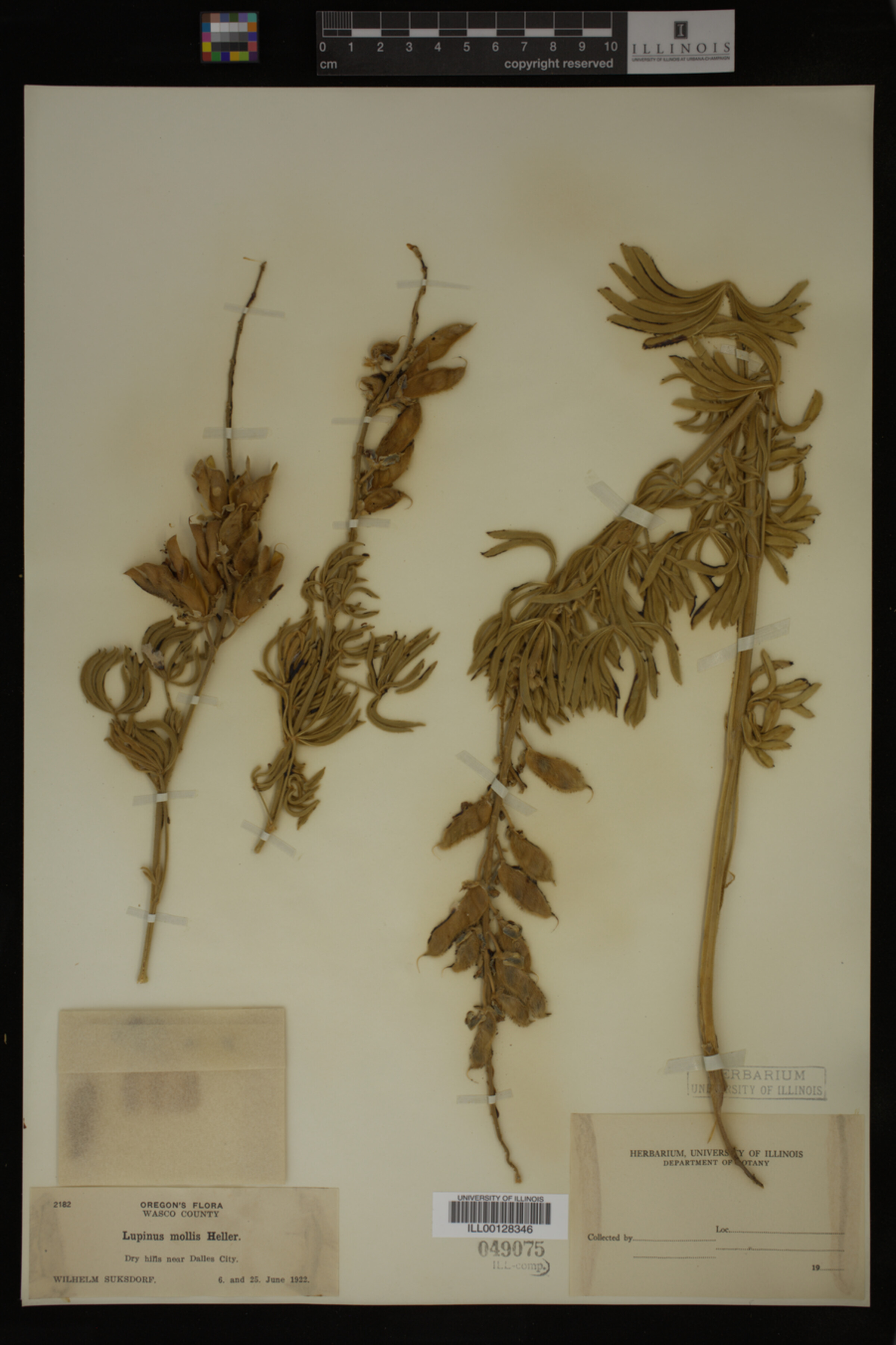Lupinus mollis image