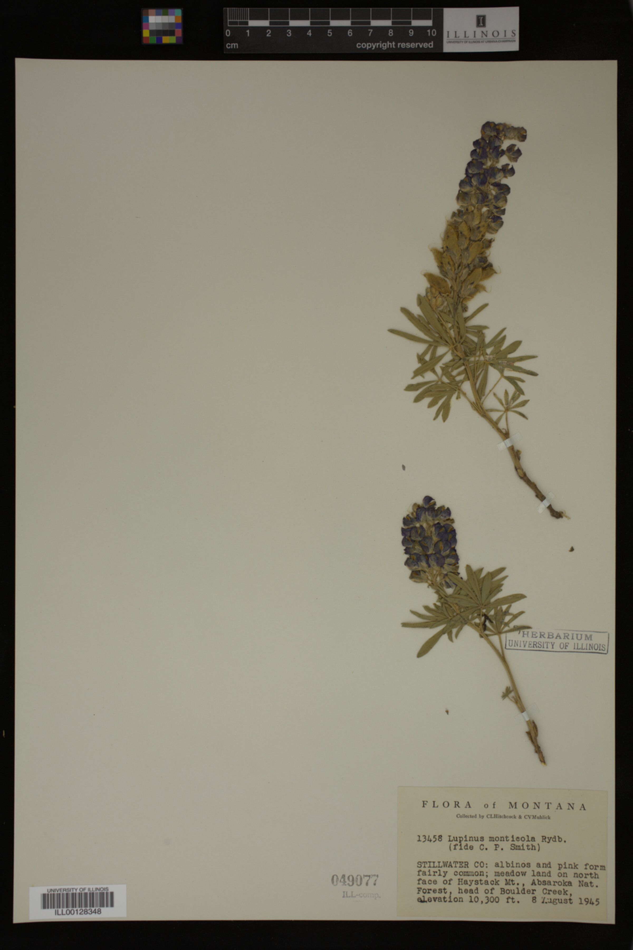 Lupinus monticola image