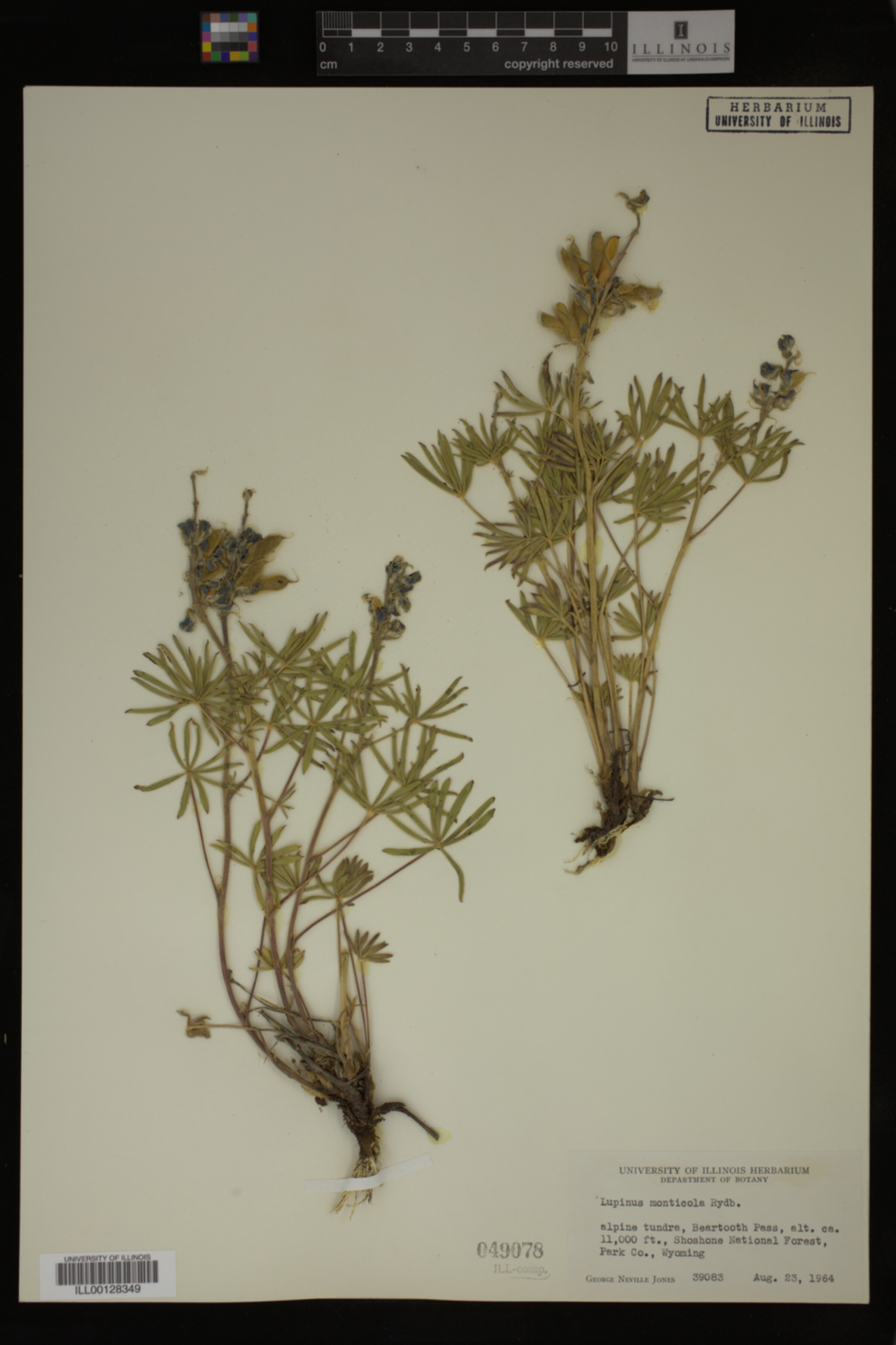Lupinus monticola image