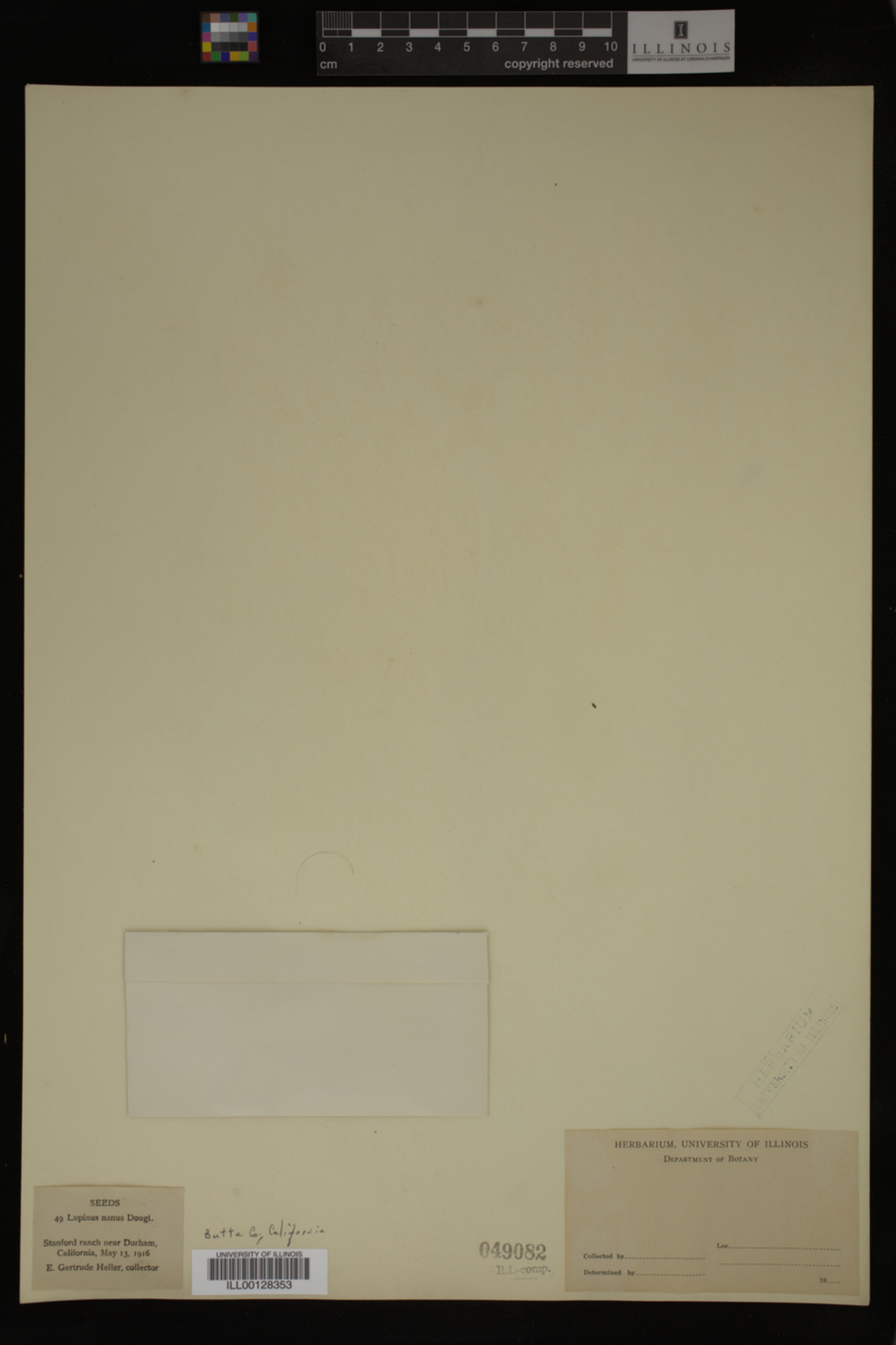 Lupinus nanus image