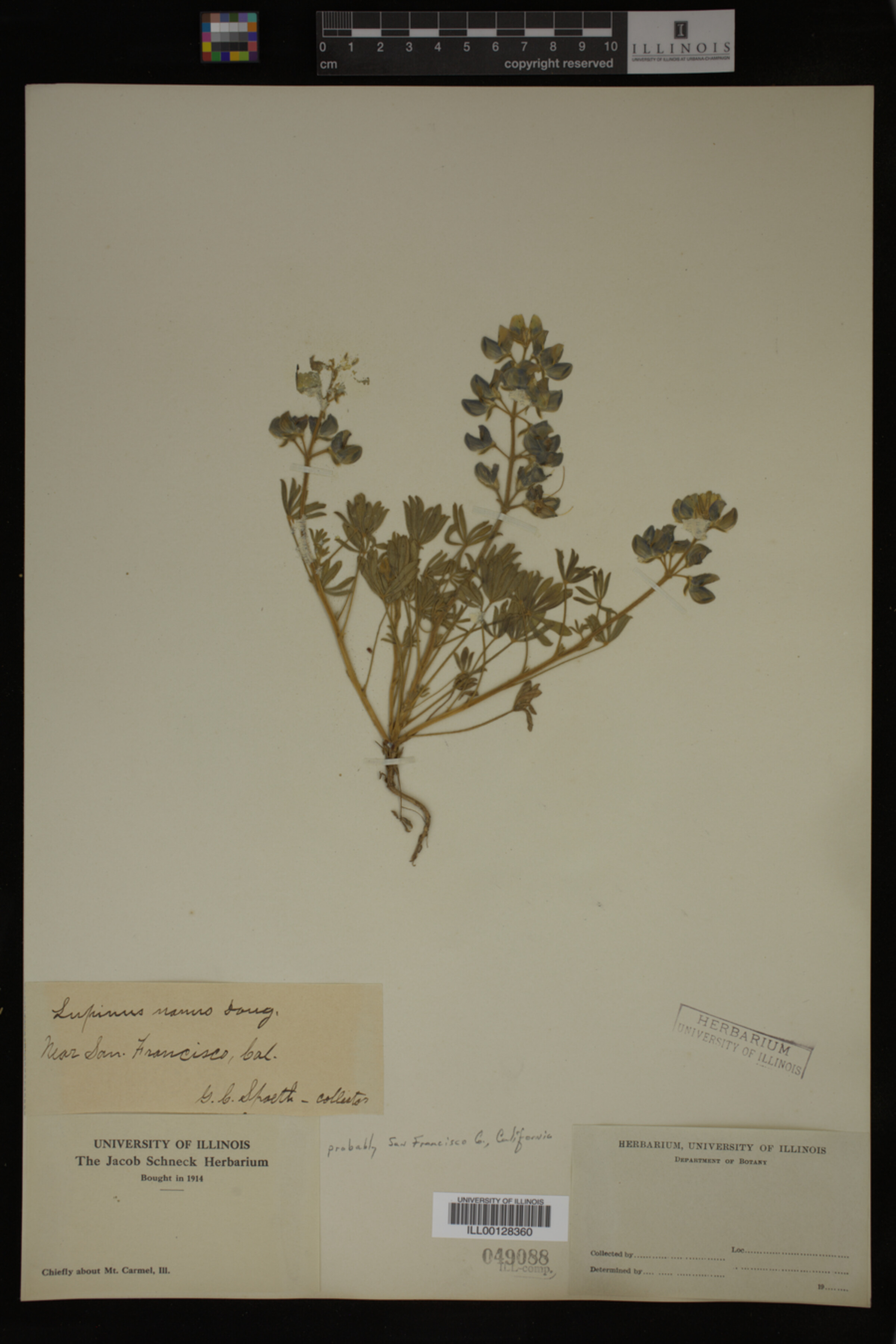 Lupinus nanus image