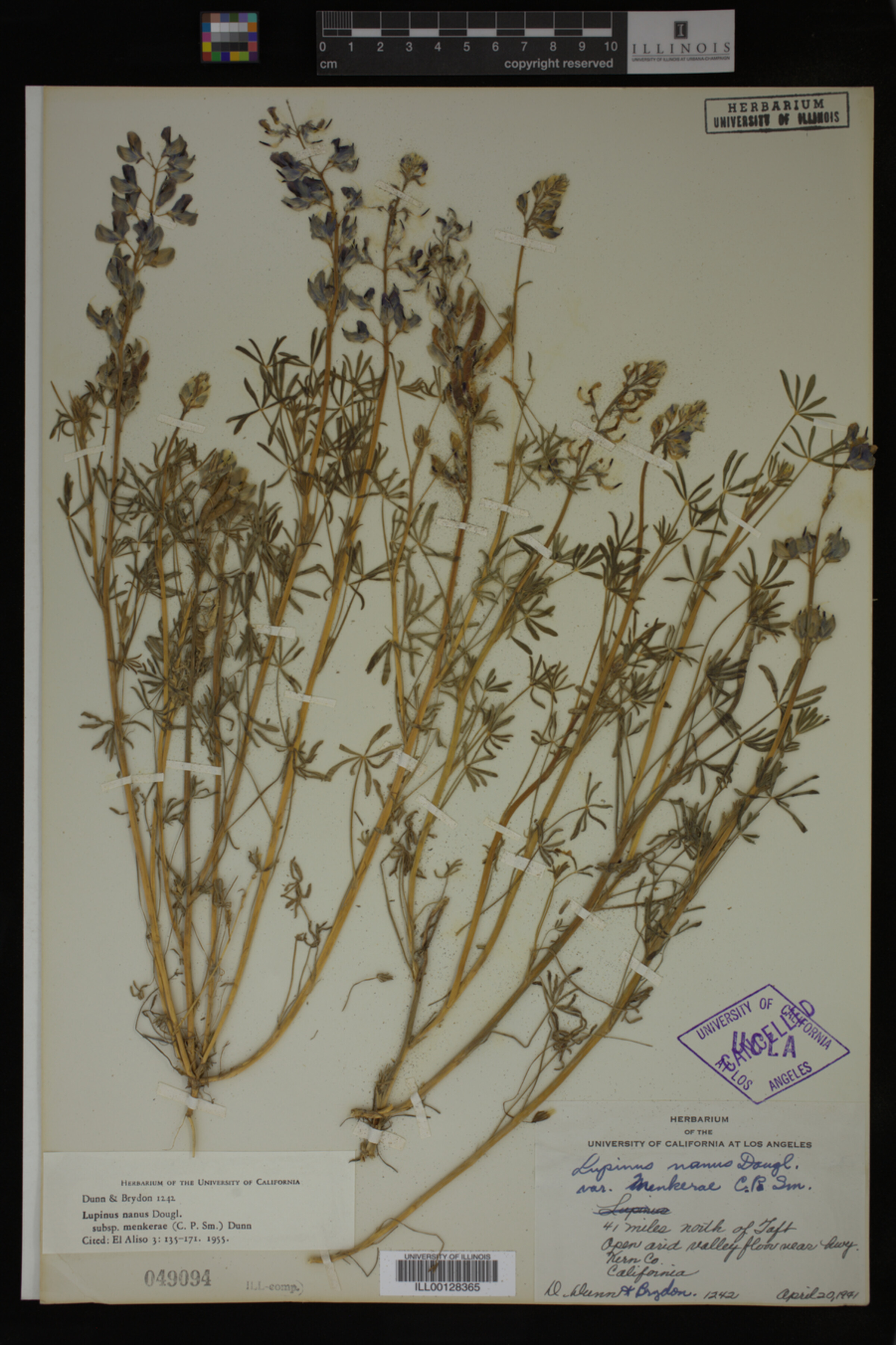 Lupinus nanus ssp. menkerae image