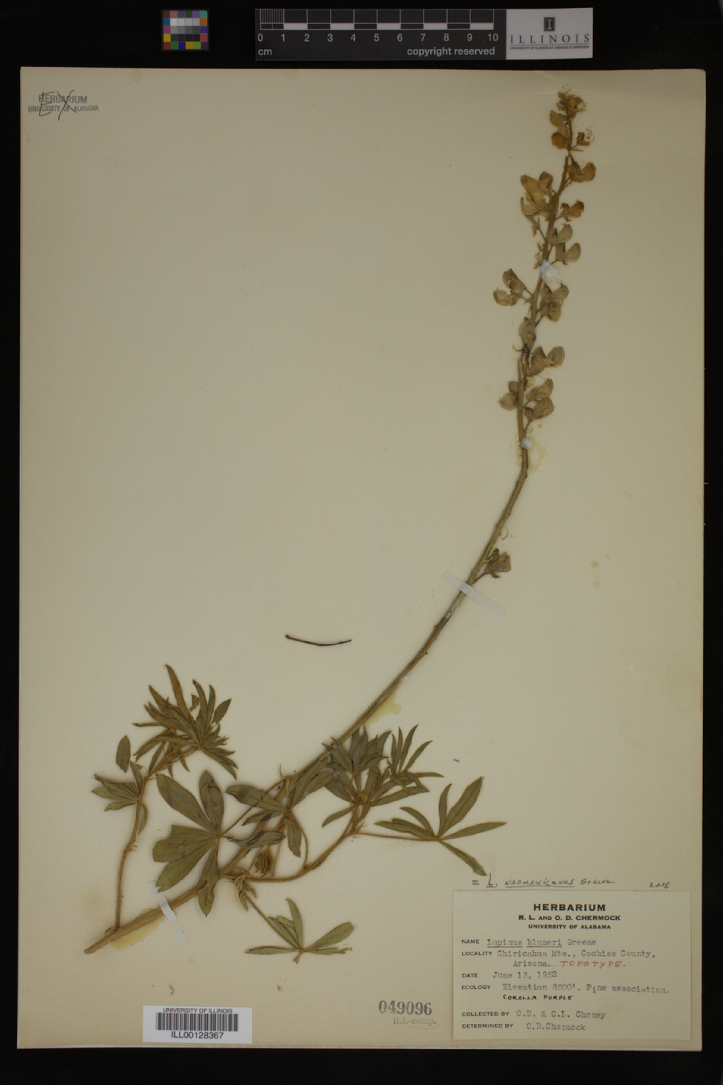 Lupinus neomexicanus image