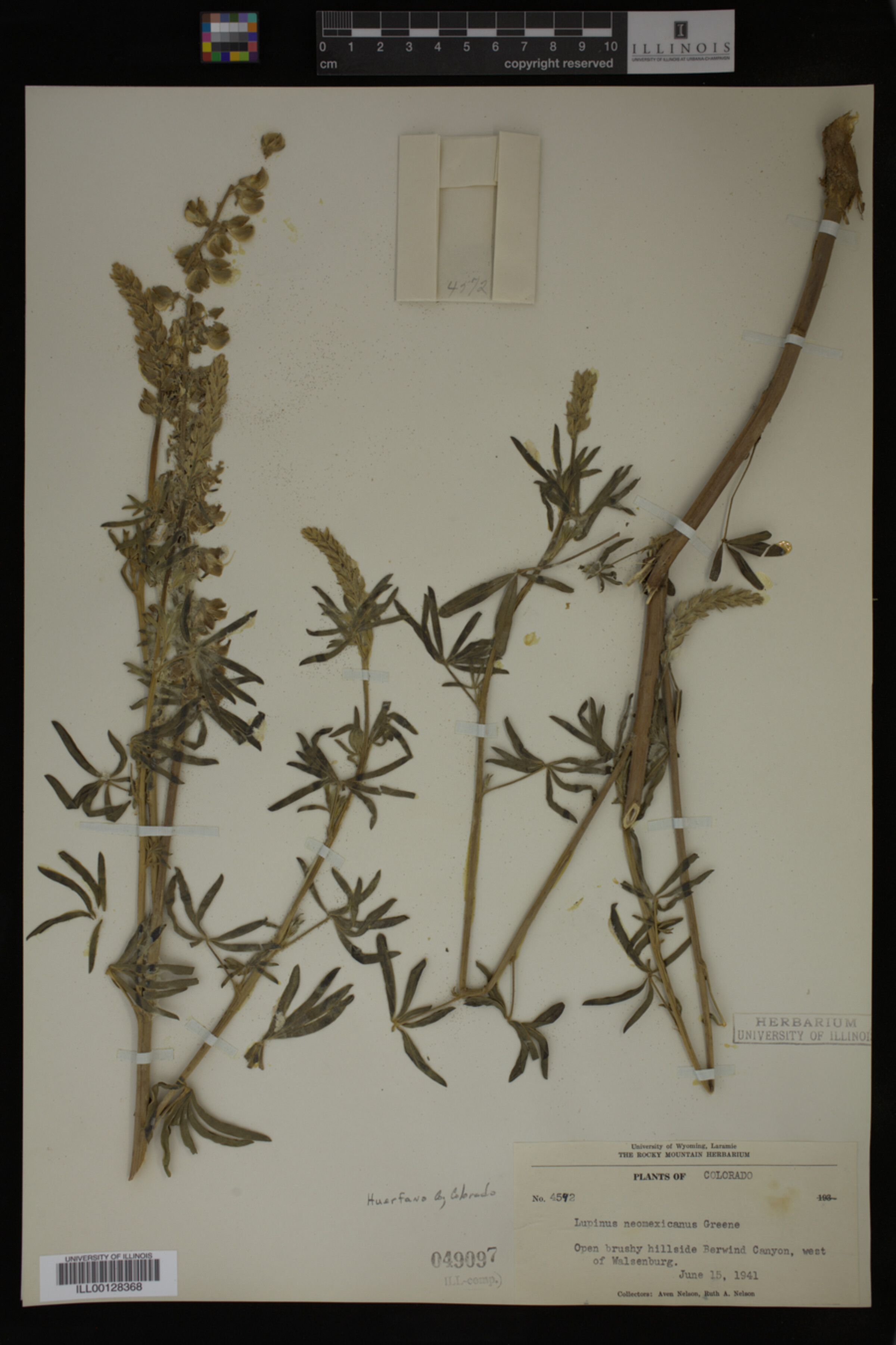 Lupinus neomexicanus image
