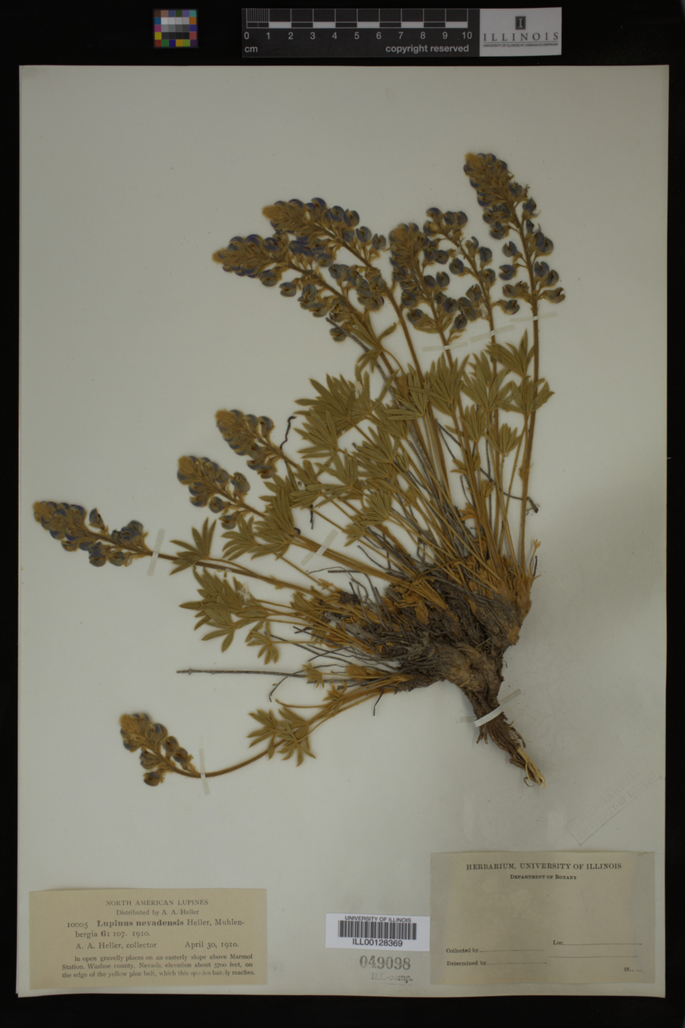 Lupinus nevadensis image