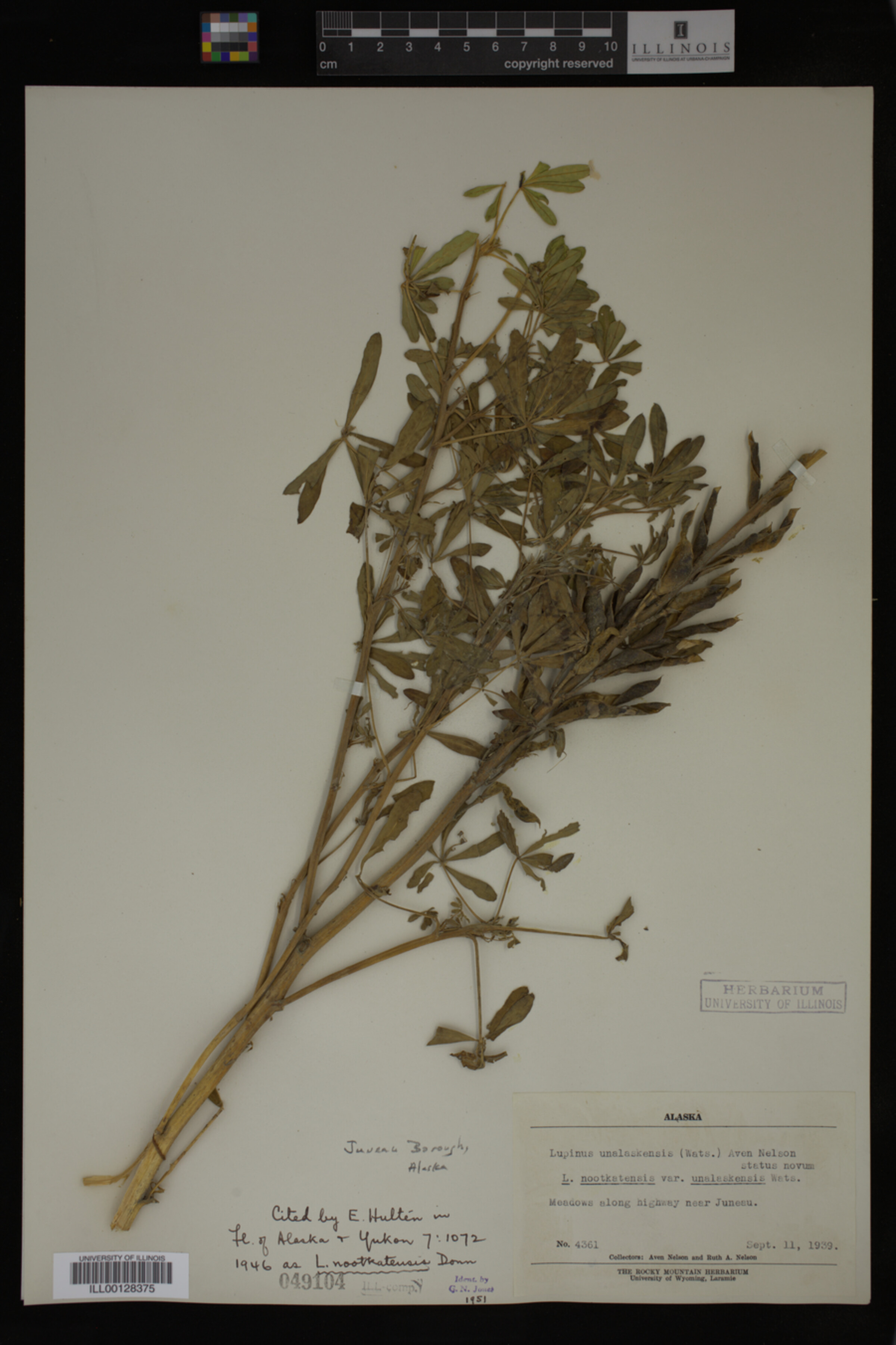 Lupinus nootkatensis var. fruticosus image