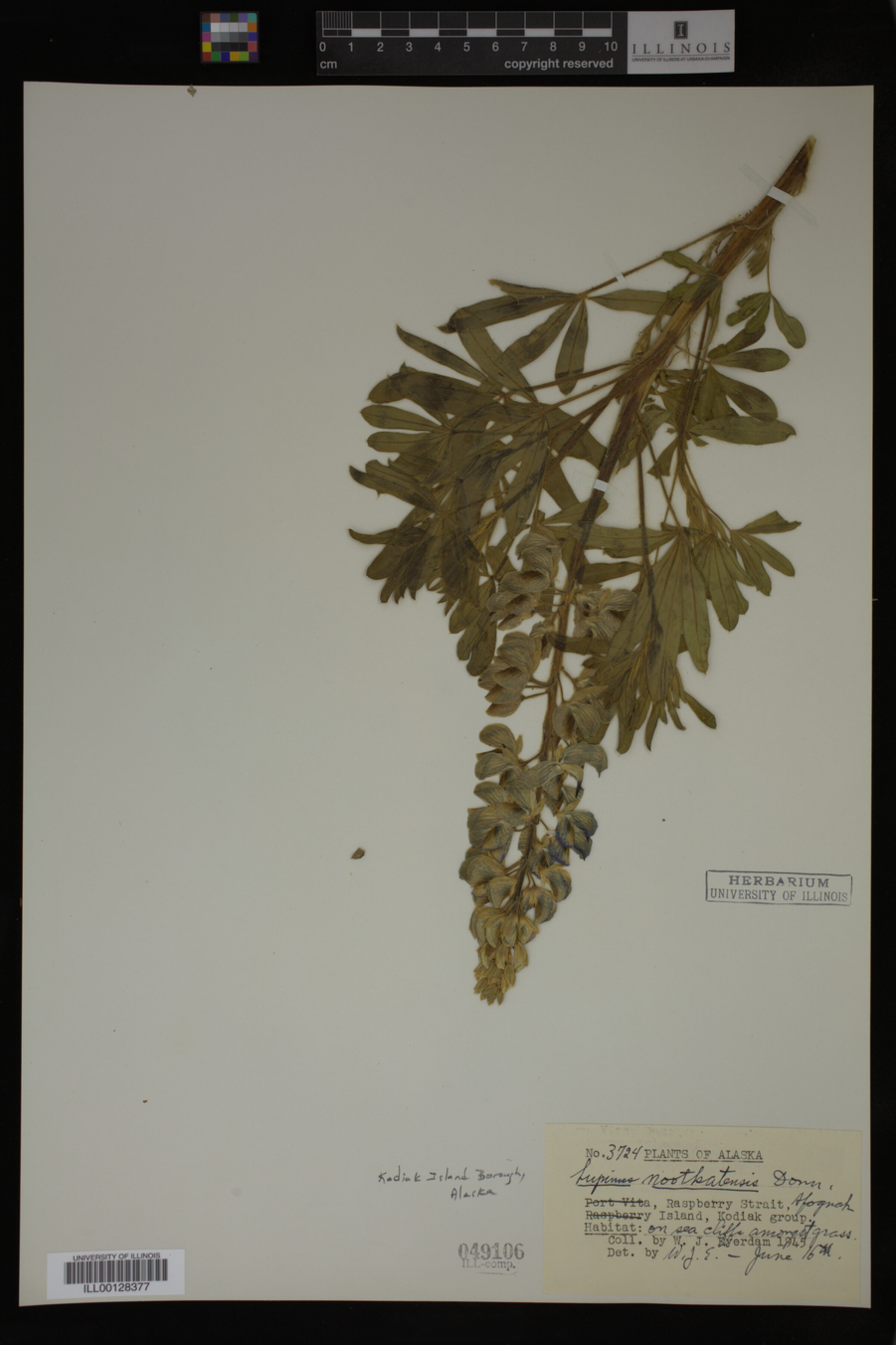Lupinus nootkatensis image