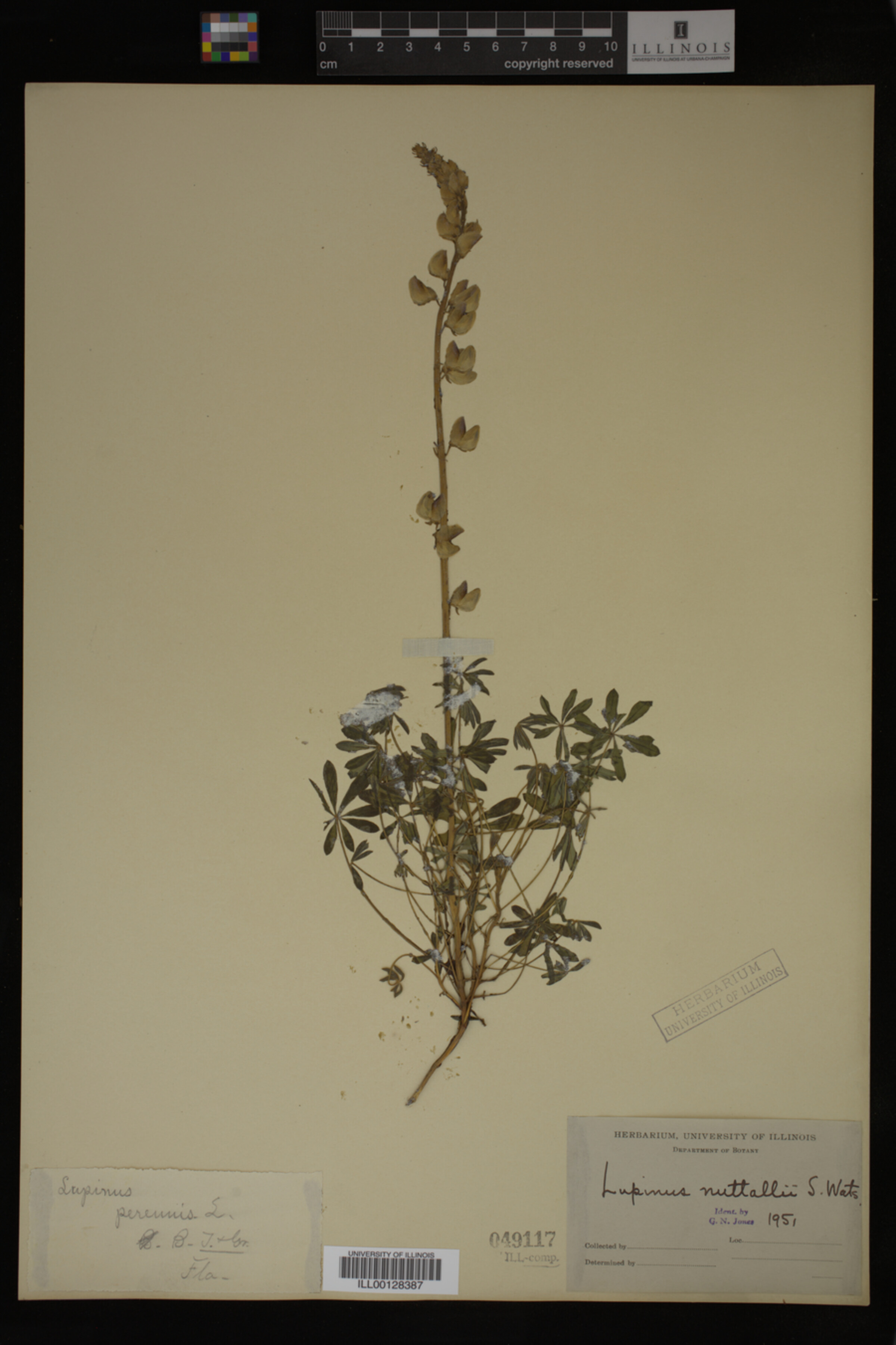 Lupinus nuttallii image