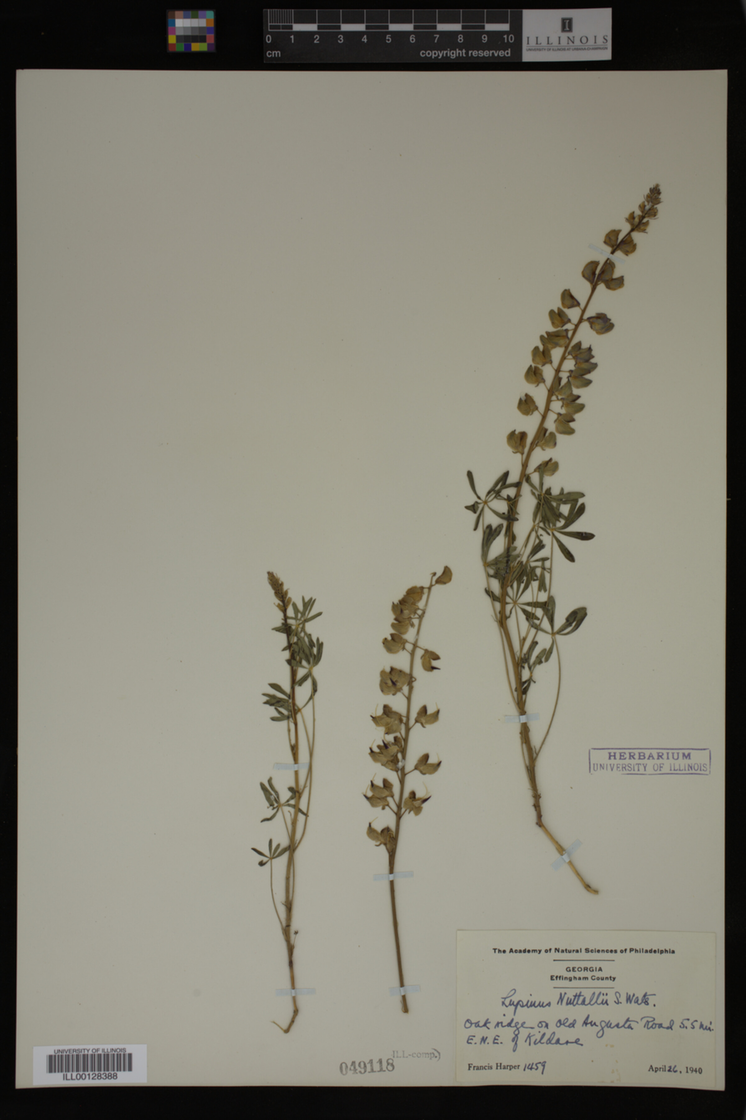 Lupinus nuttallii image