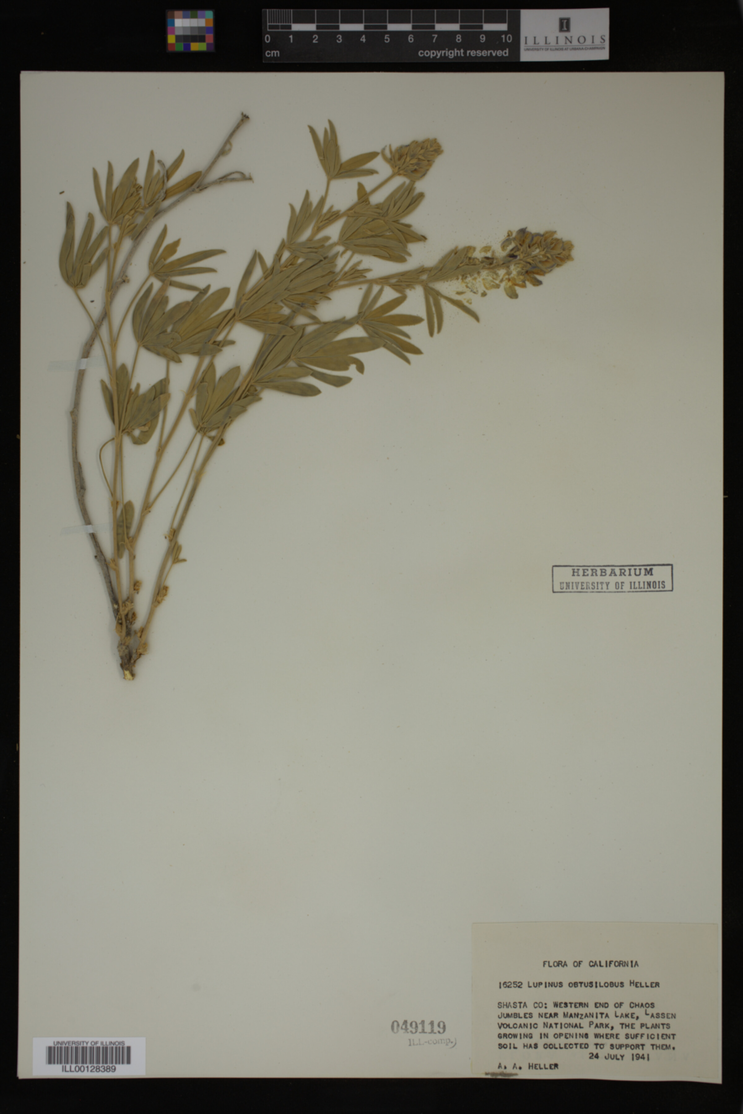 Lupinus obtusilobus image