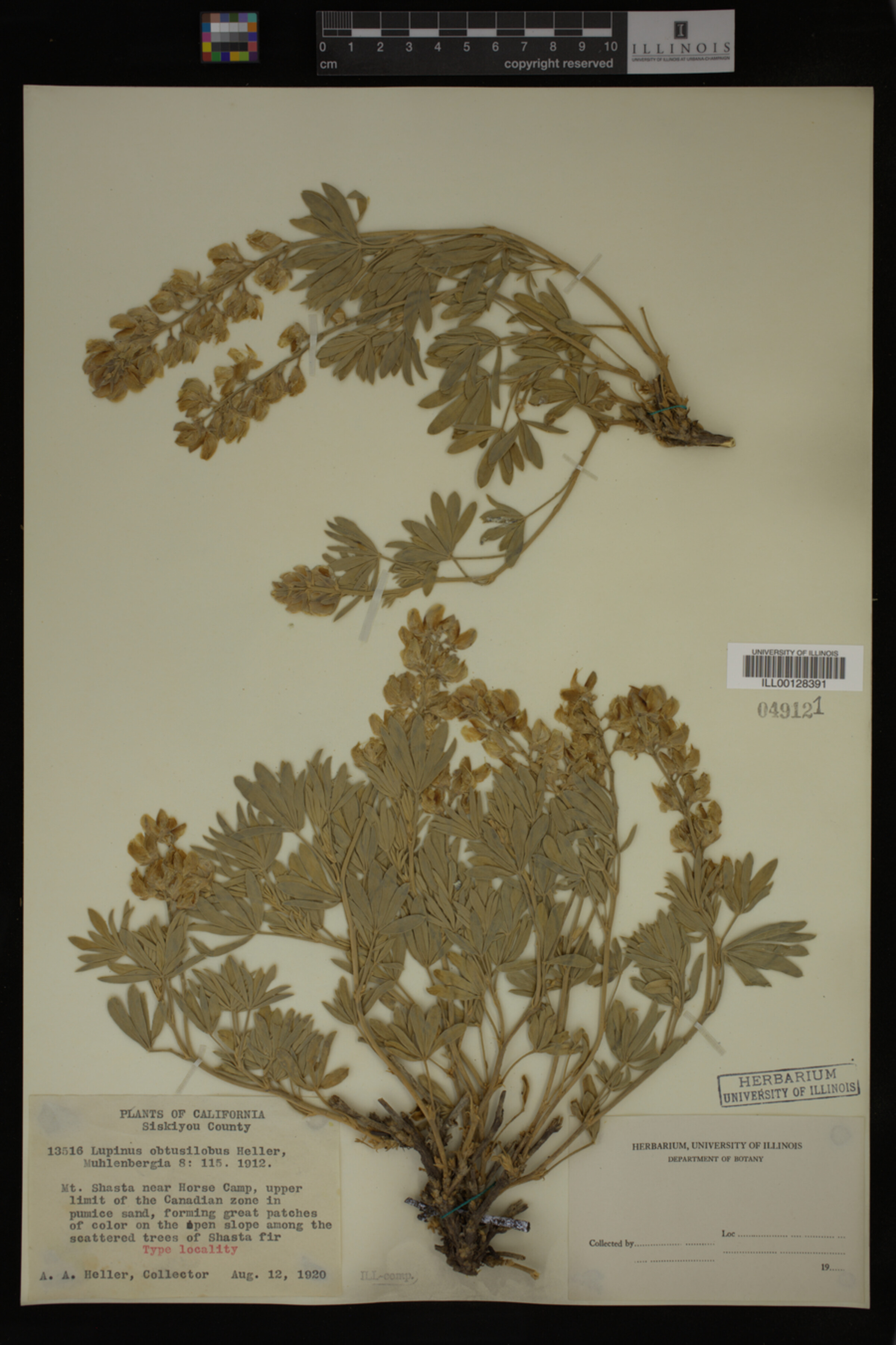 Lupinus obtusilobus image