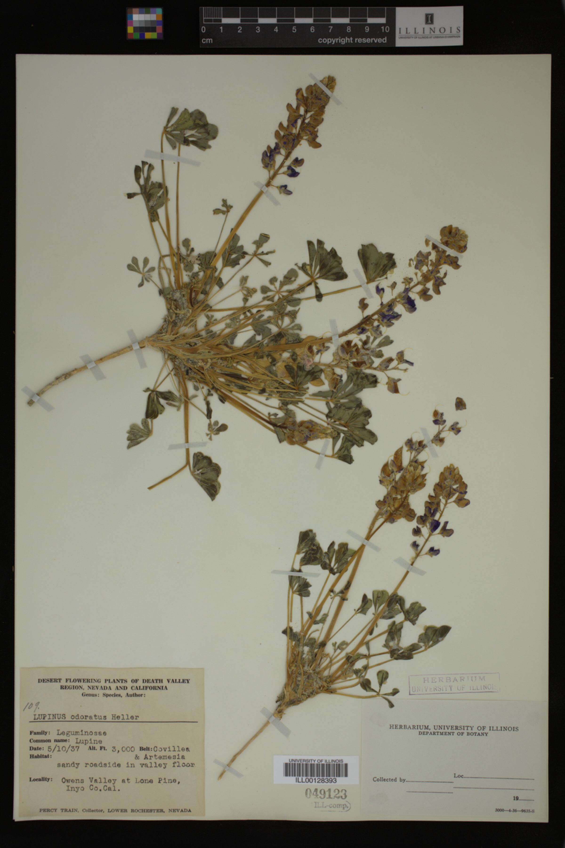 Lupinus odoratus image