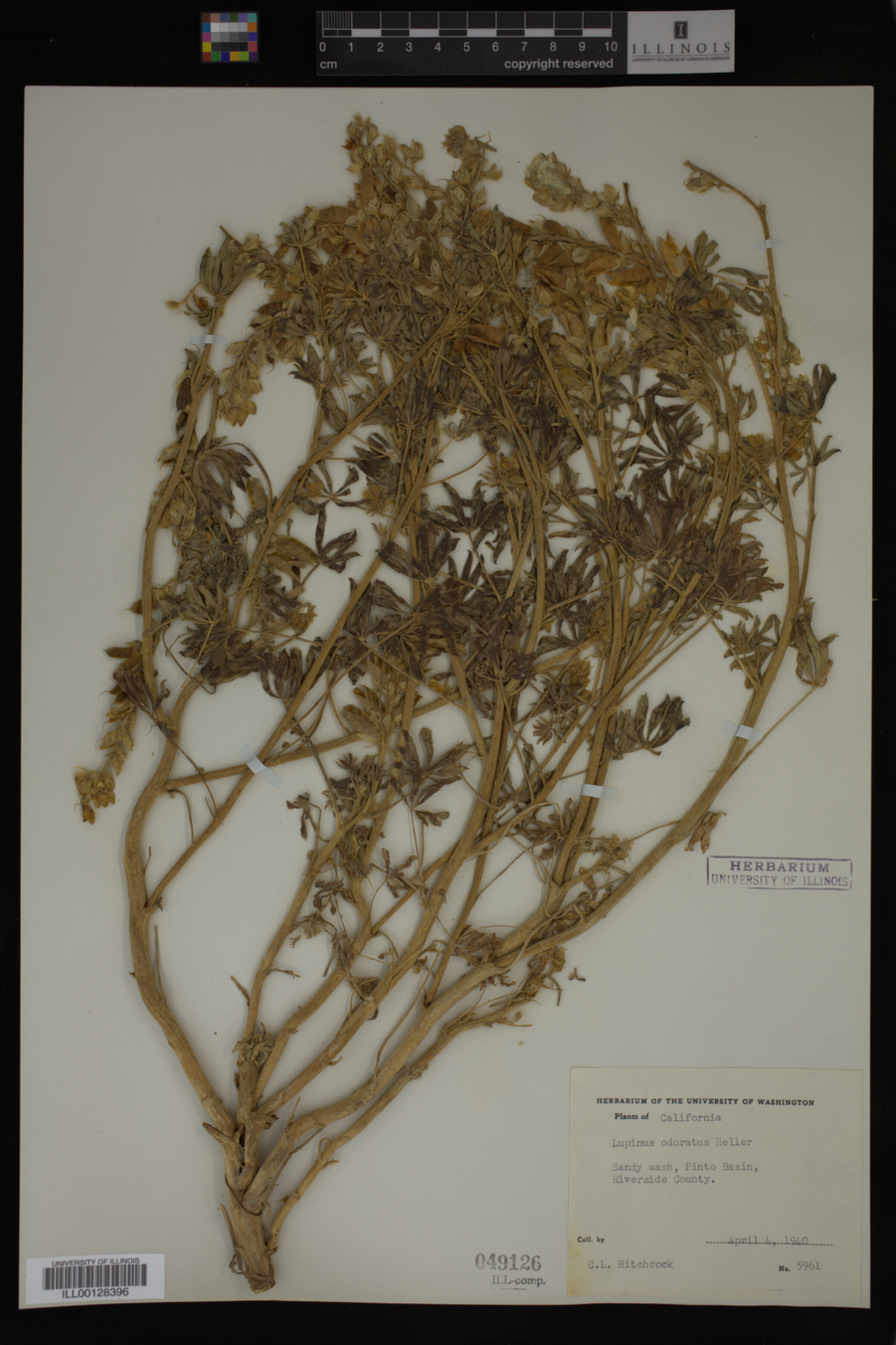 Lupinus odoratus image