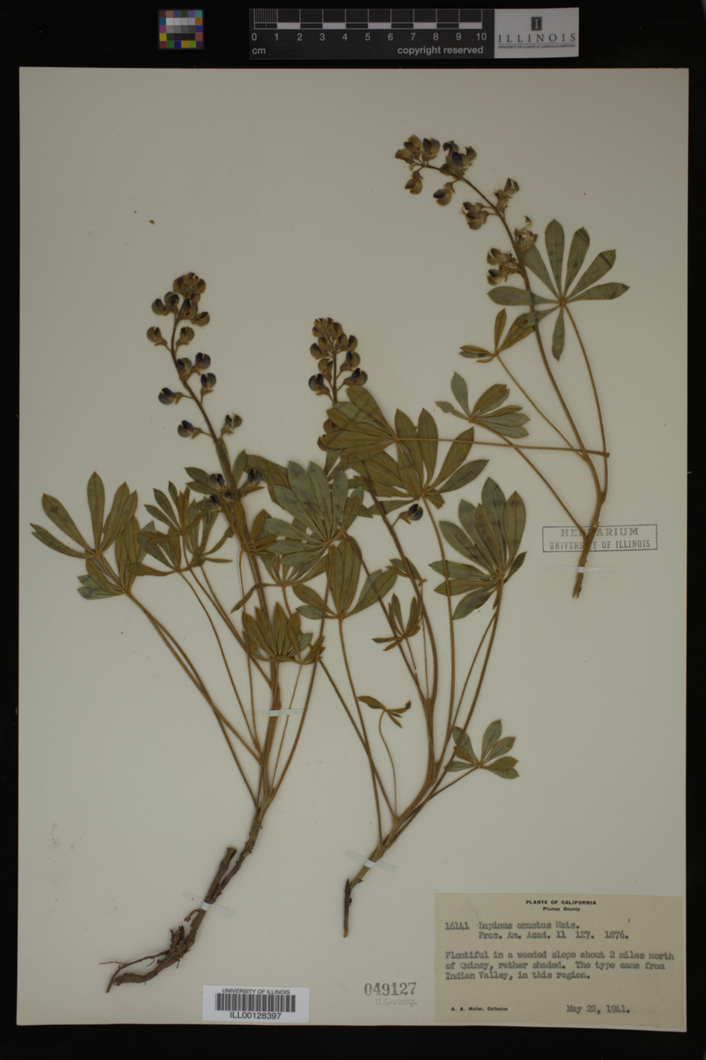Lupinus onustus image