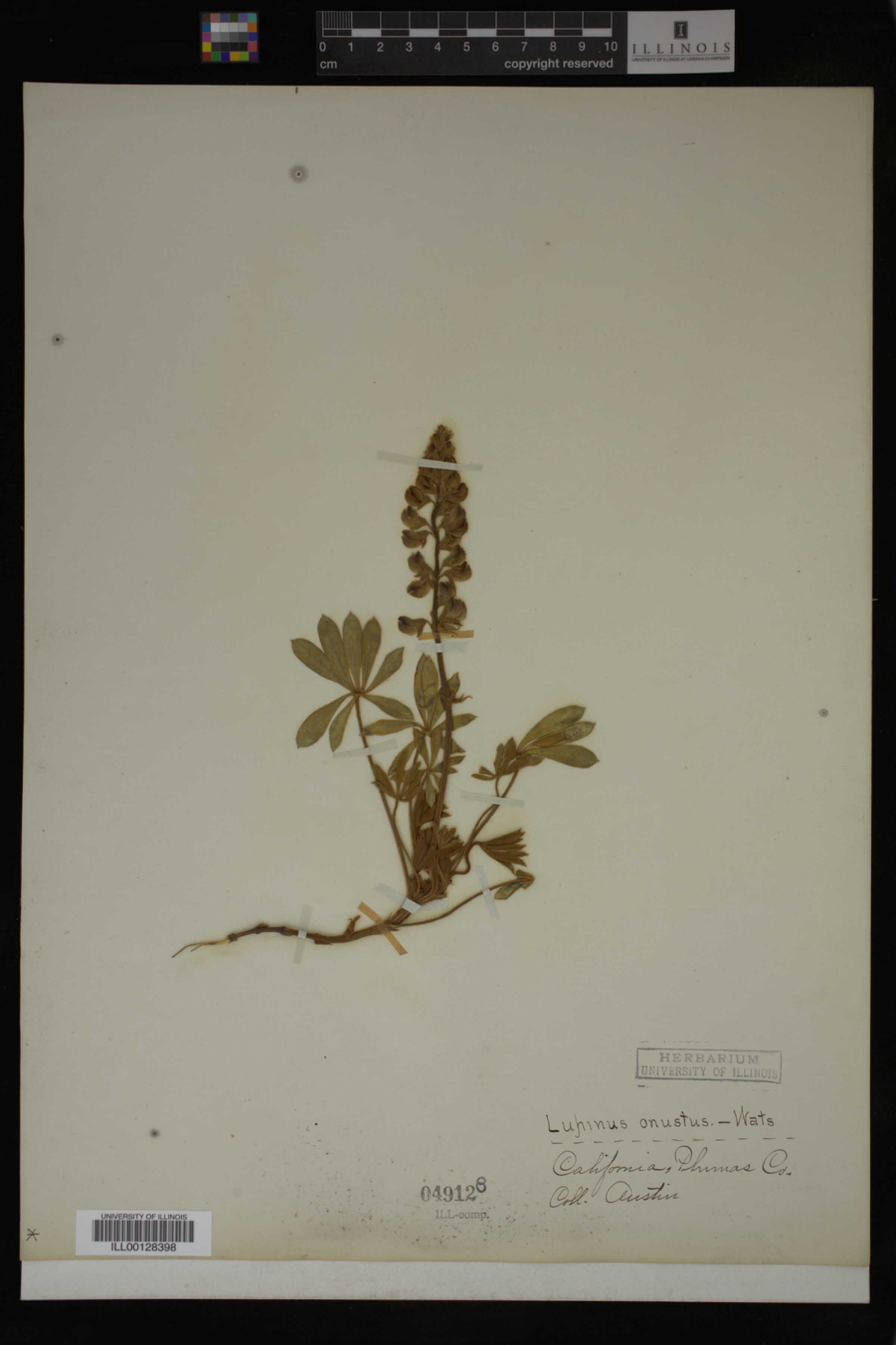 Lupinus onustus image