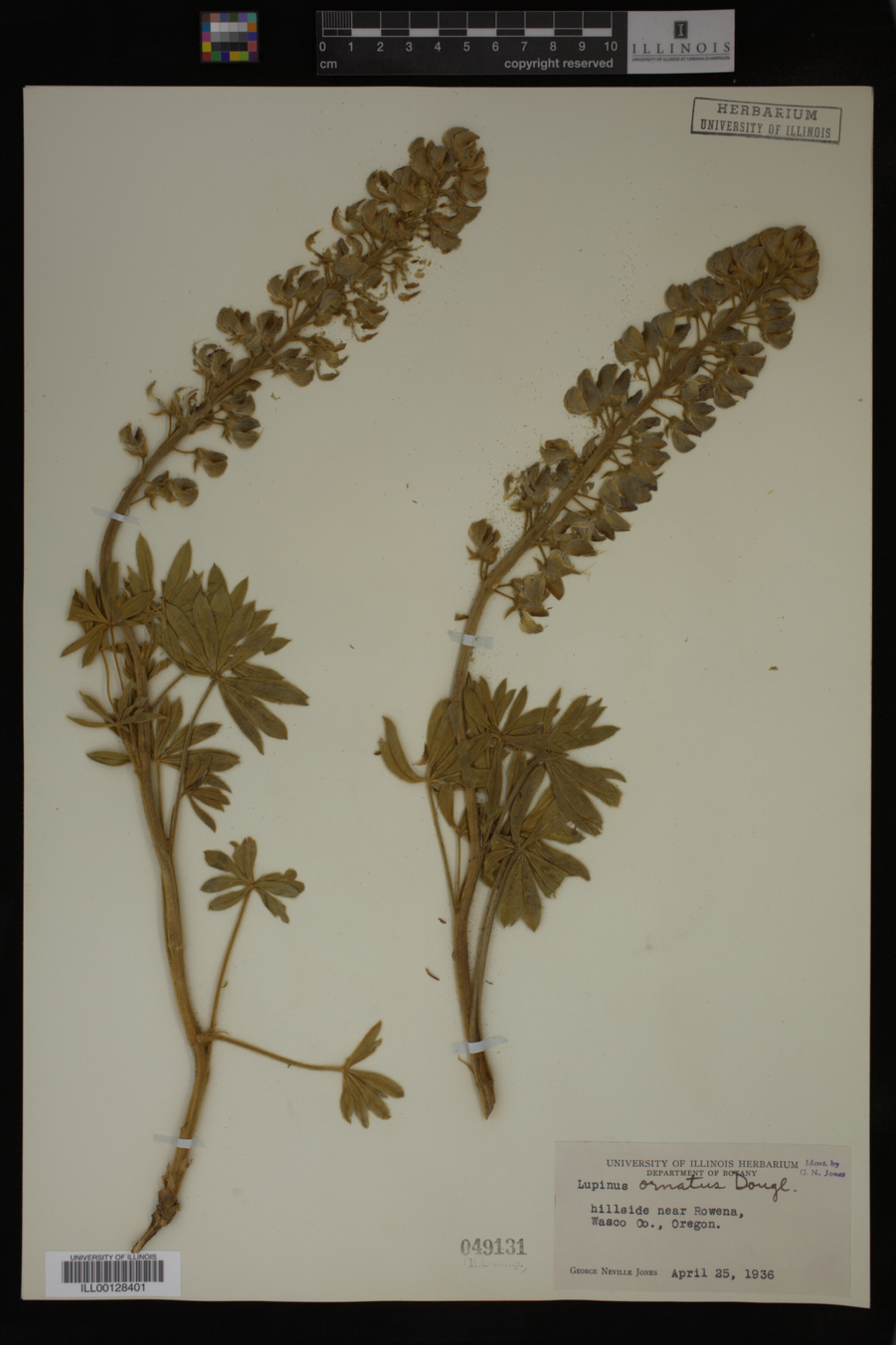 Lupinus ornatus image