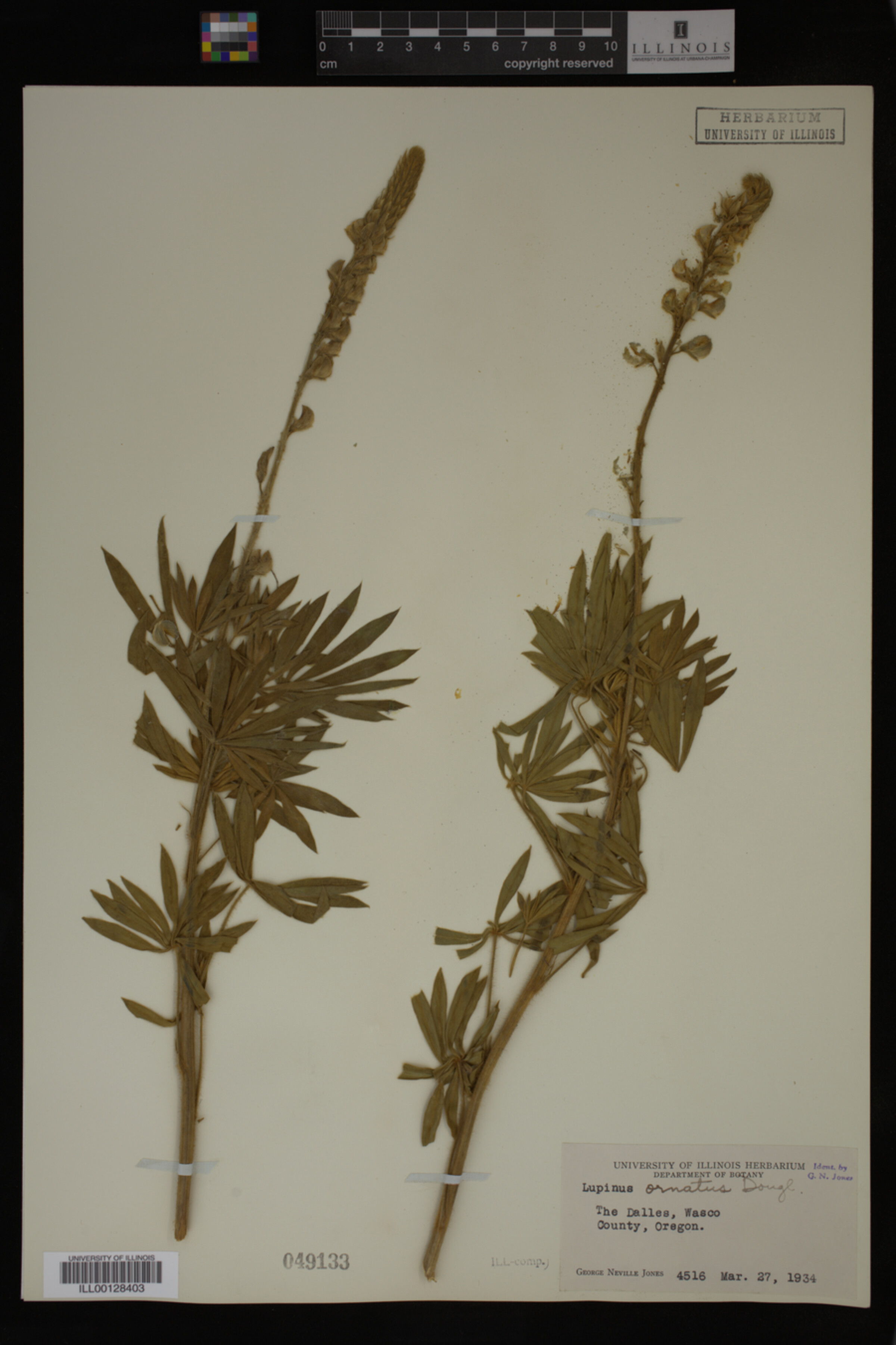 Lupinus ornatus image