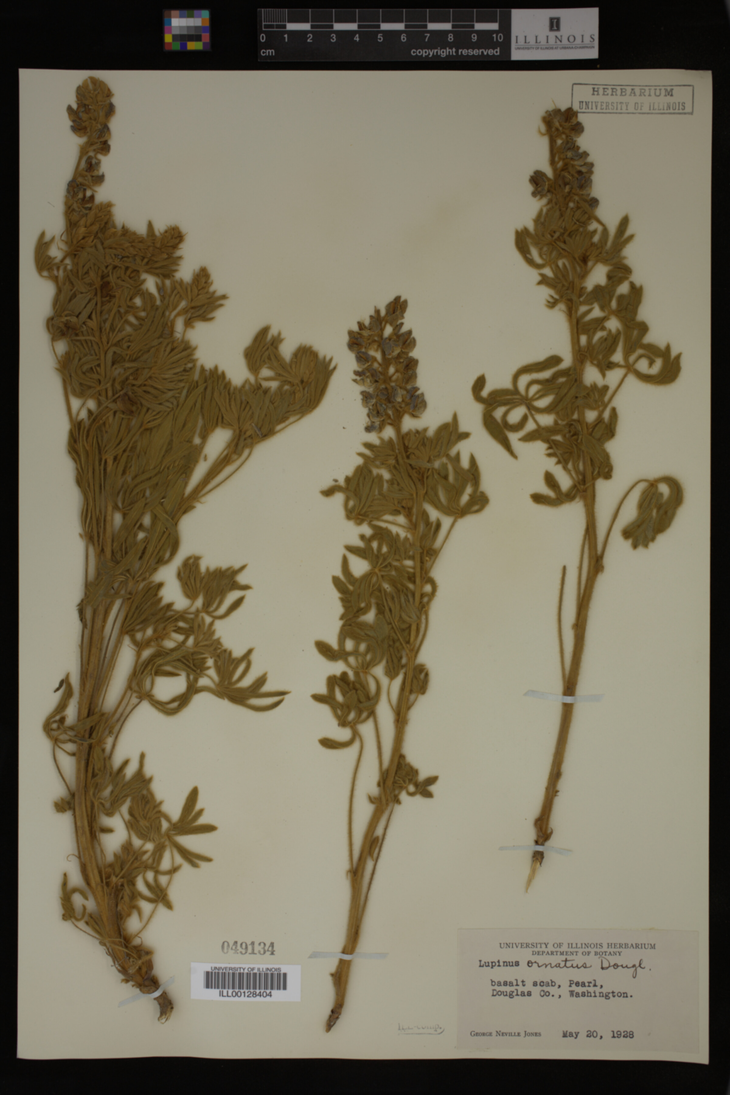 Lupinus ornatus image
