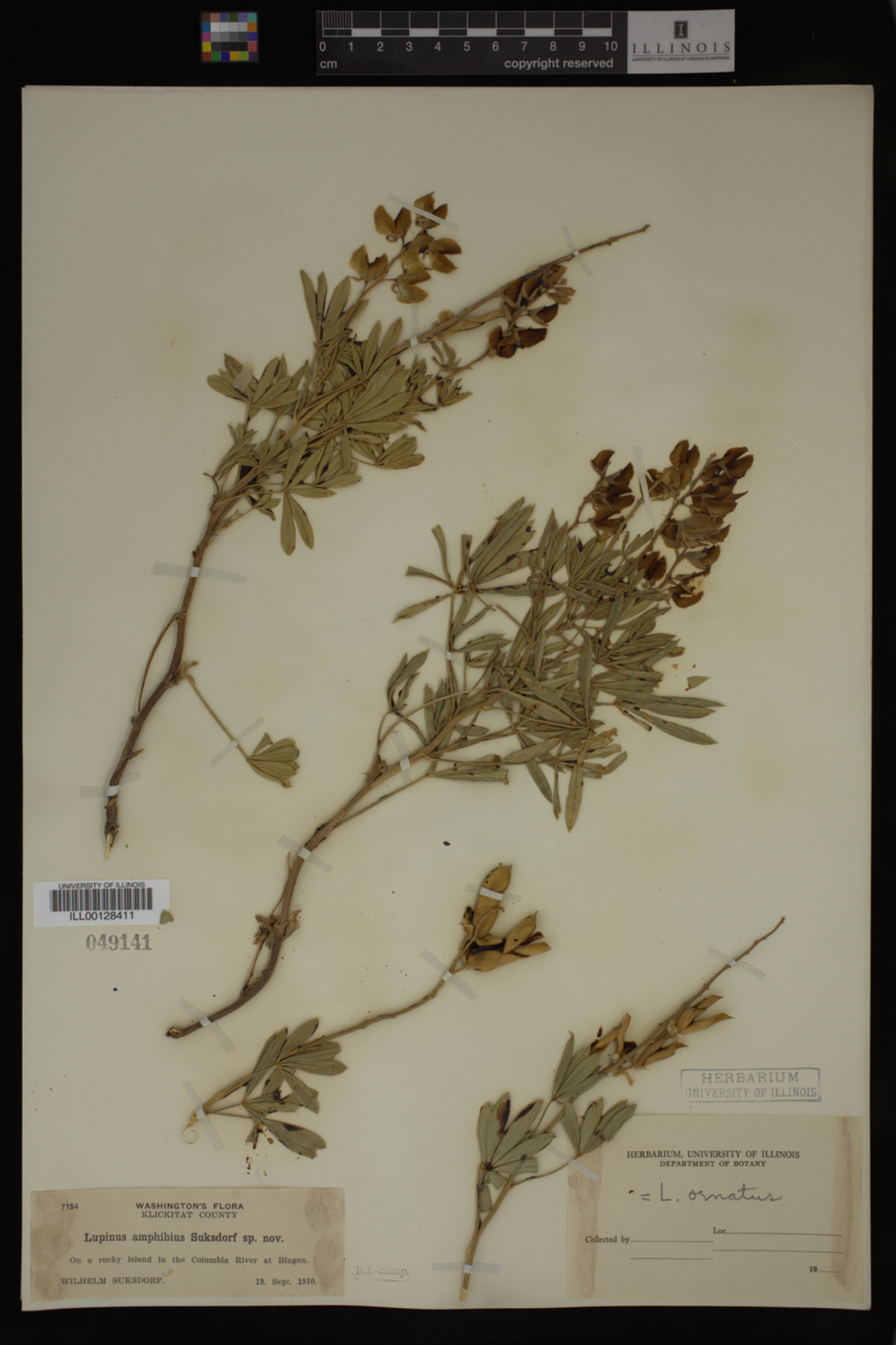 Lupinus ornatus image