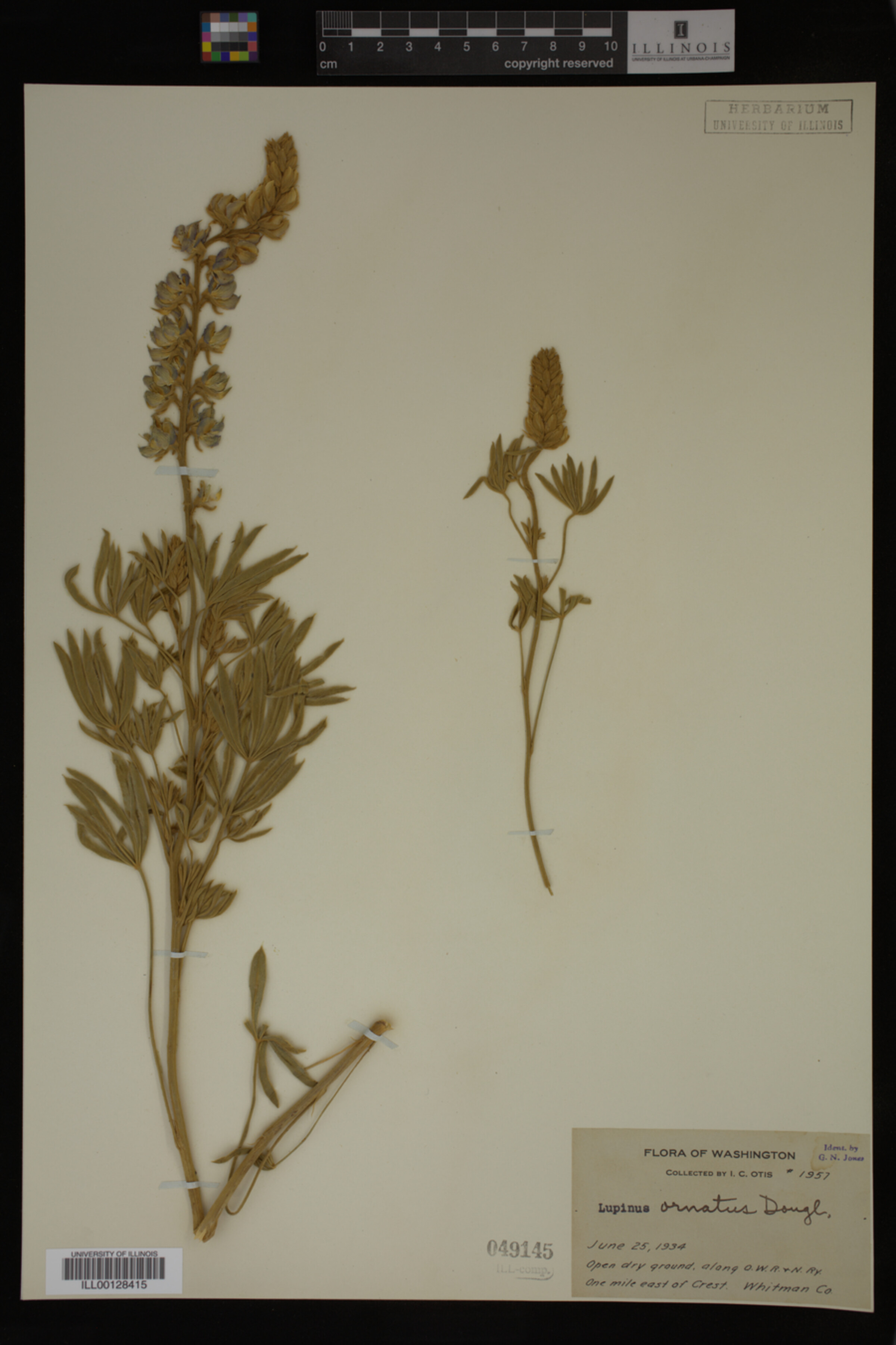 Lupinus ornatus image