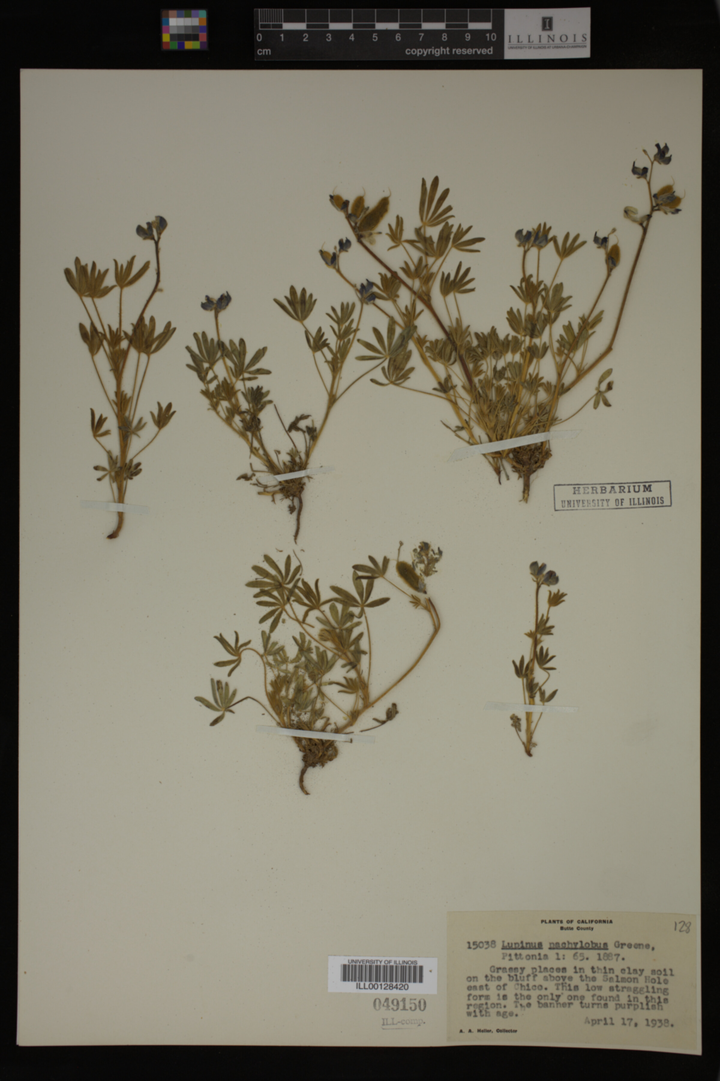 Lupinus pachylobus image