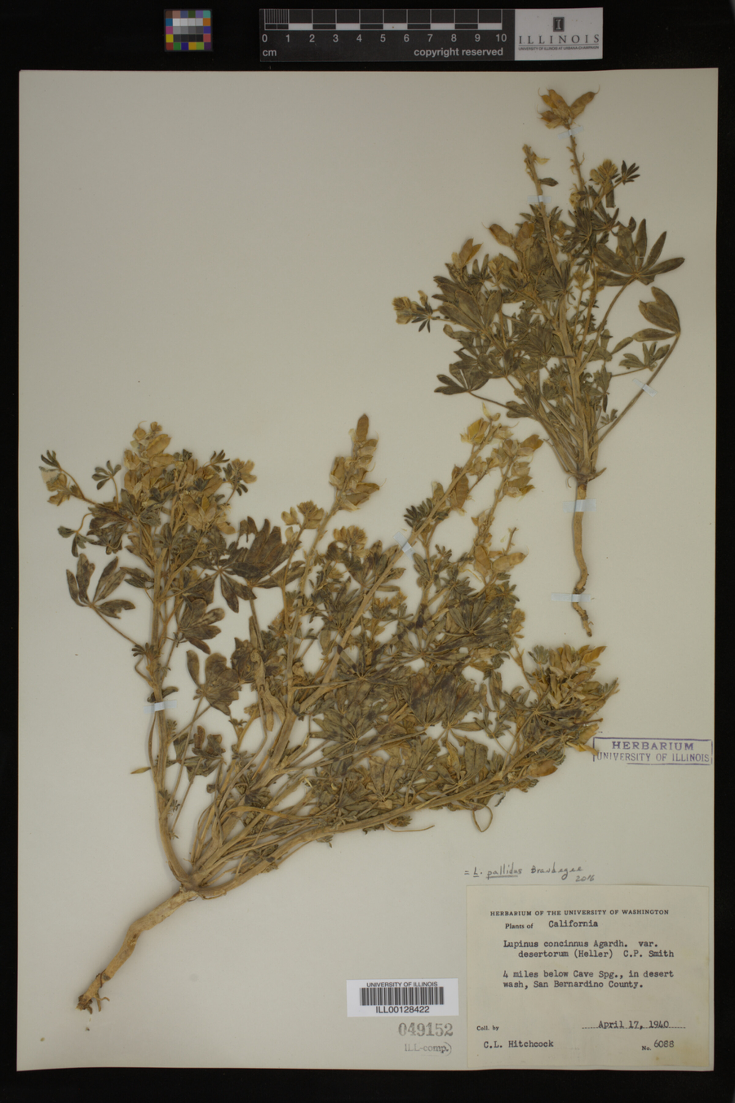 Lupinus pallidus image