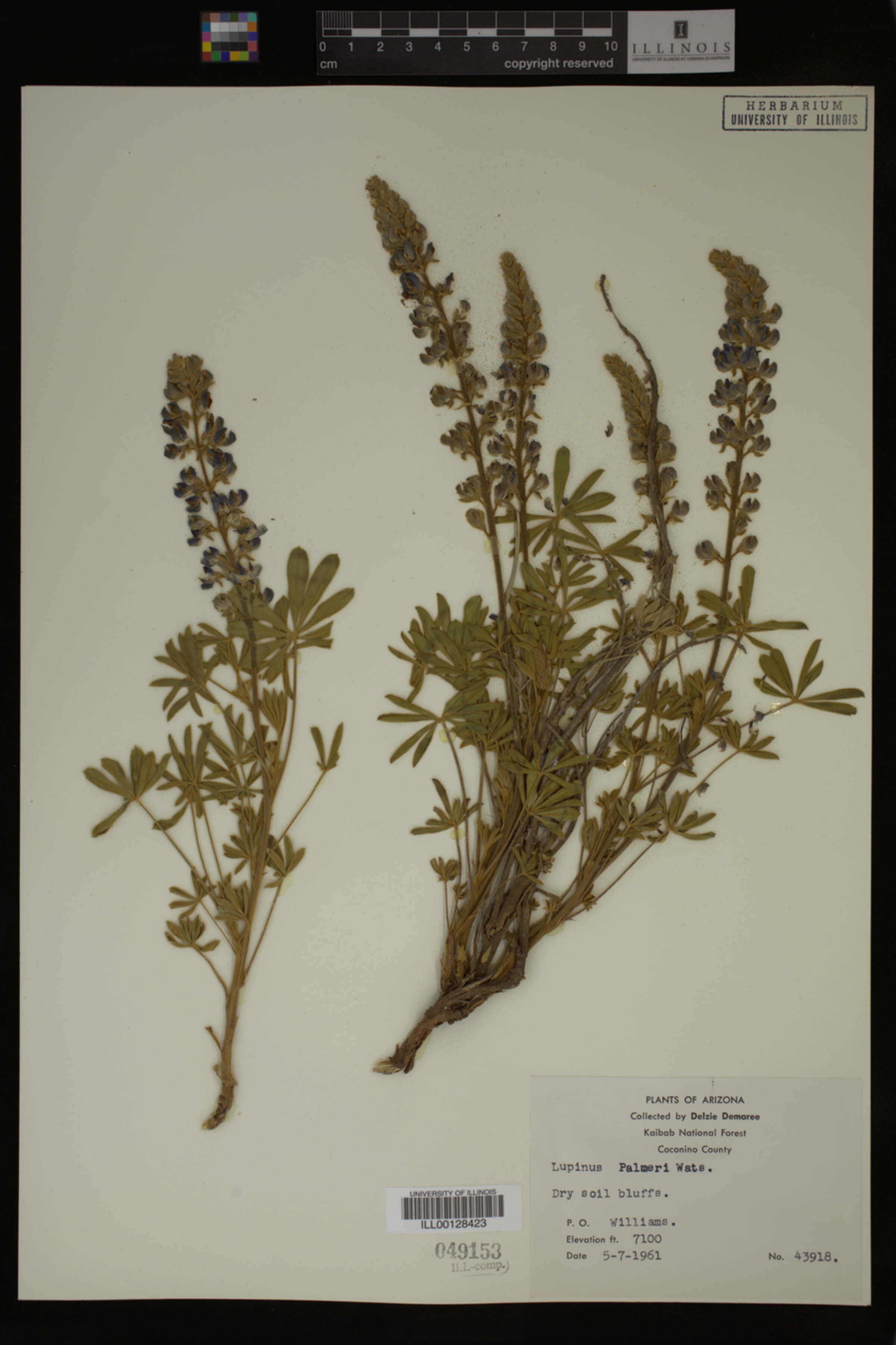 Lupinus palmeri image